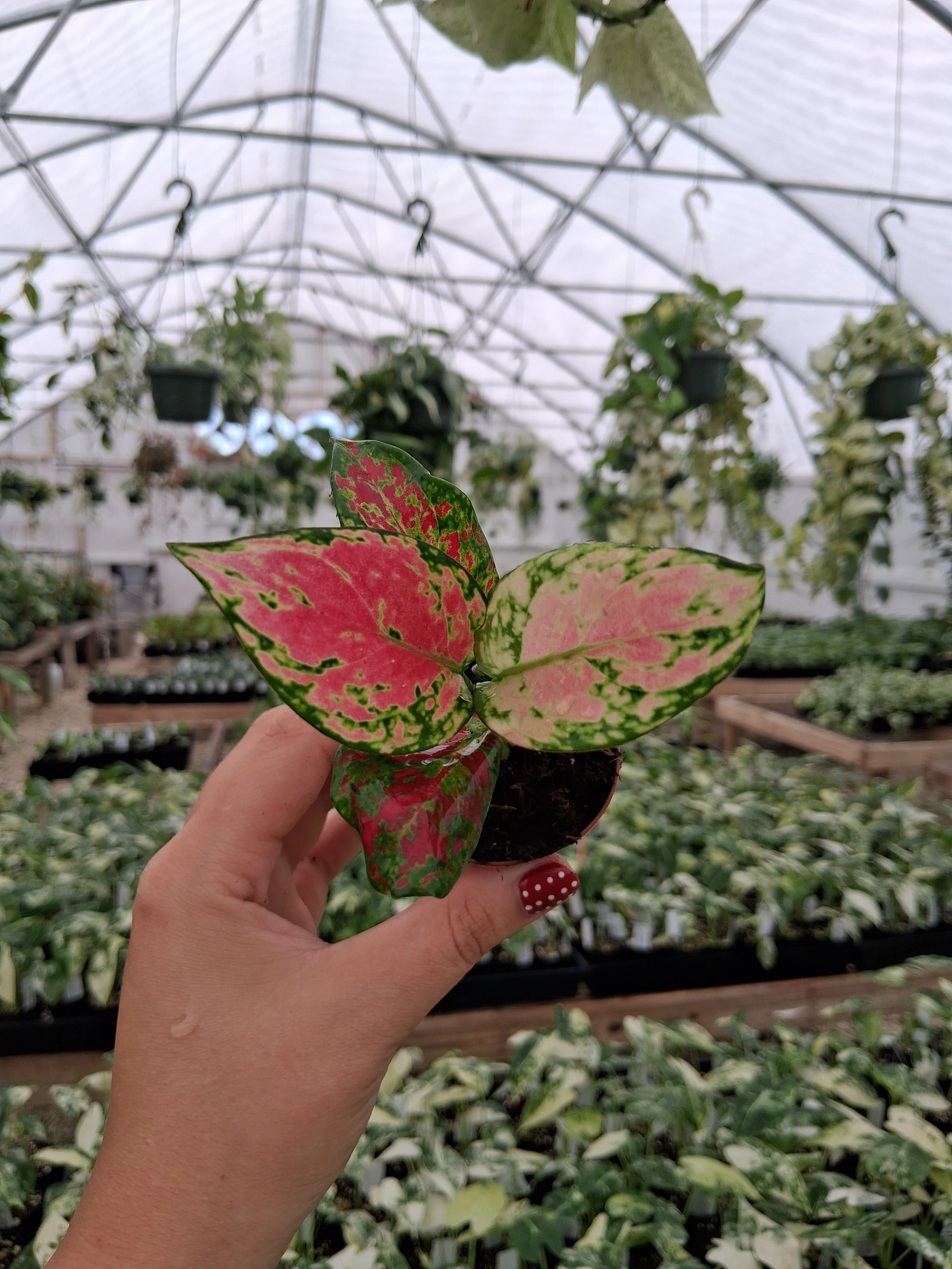 Aglaonema Sunrise Red - Image 6