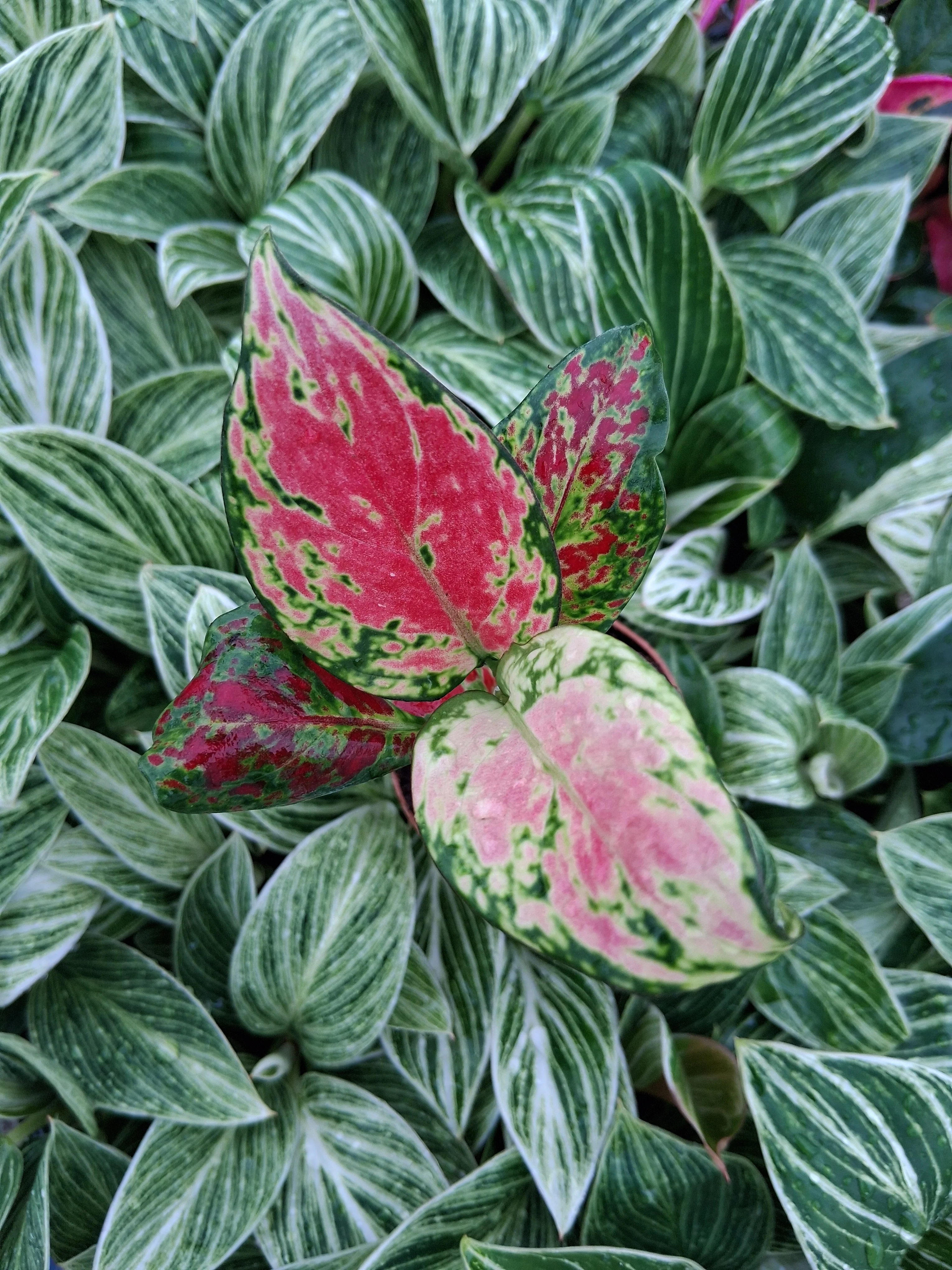 Aglaonema Sunrise Red - Image 7