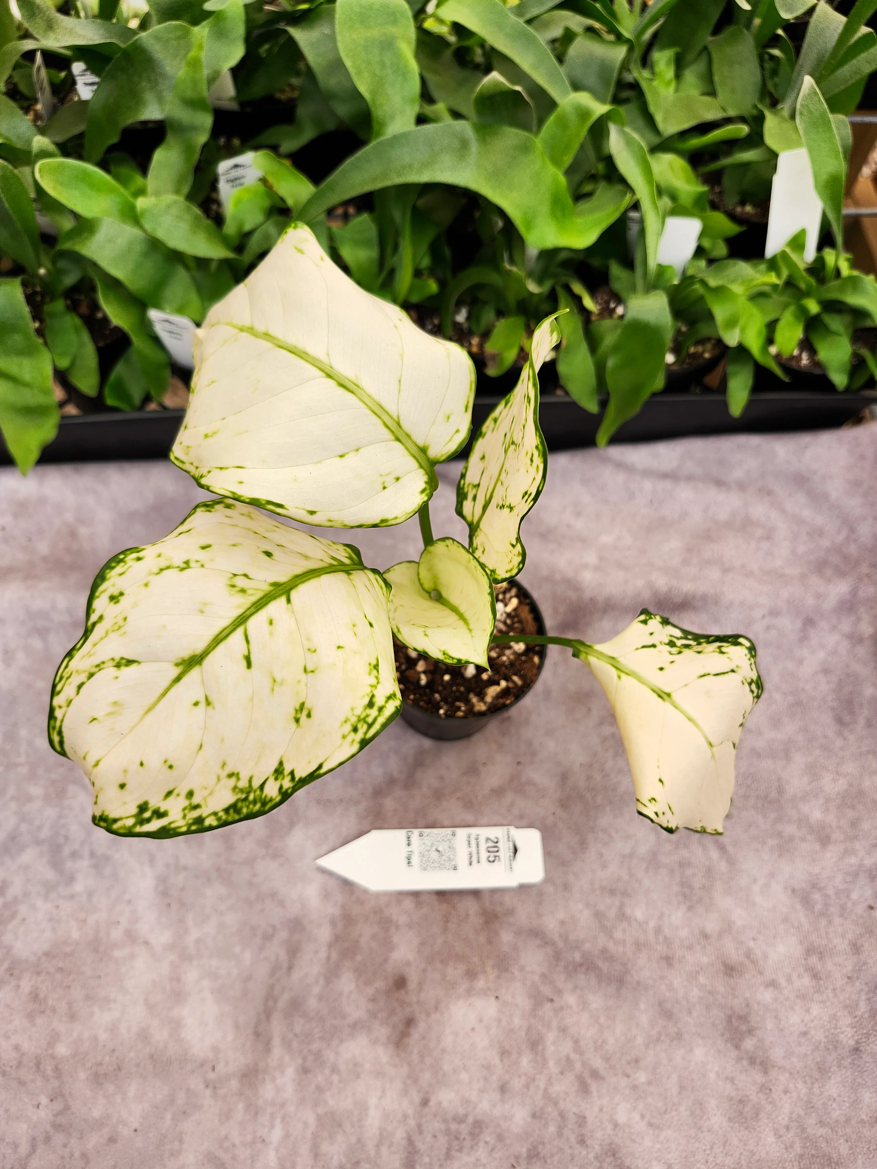 Aglaonema Super White - (3in) -205