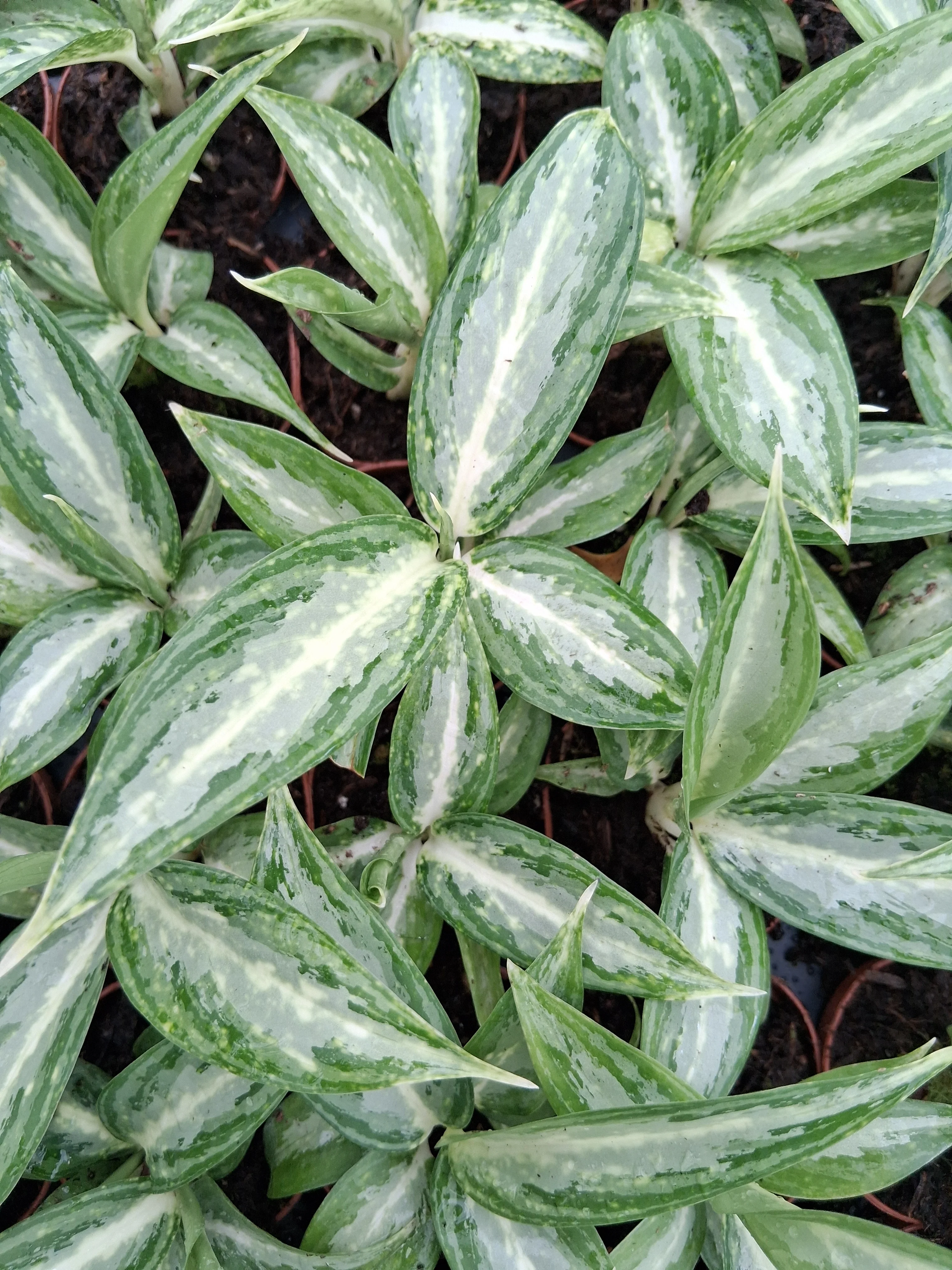 Aglaonema White Rain