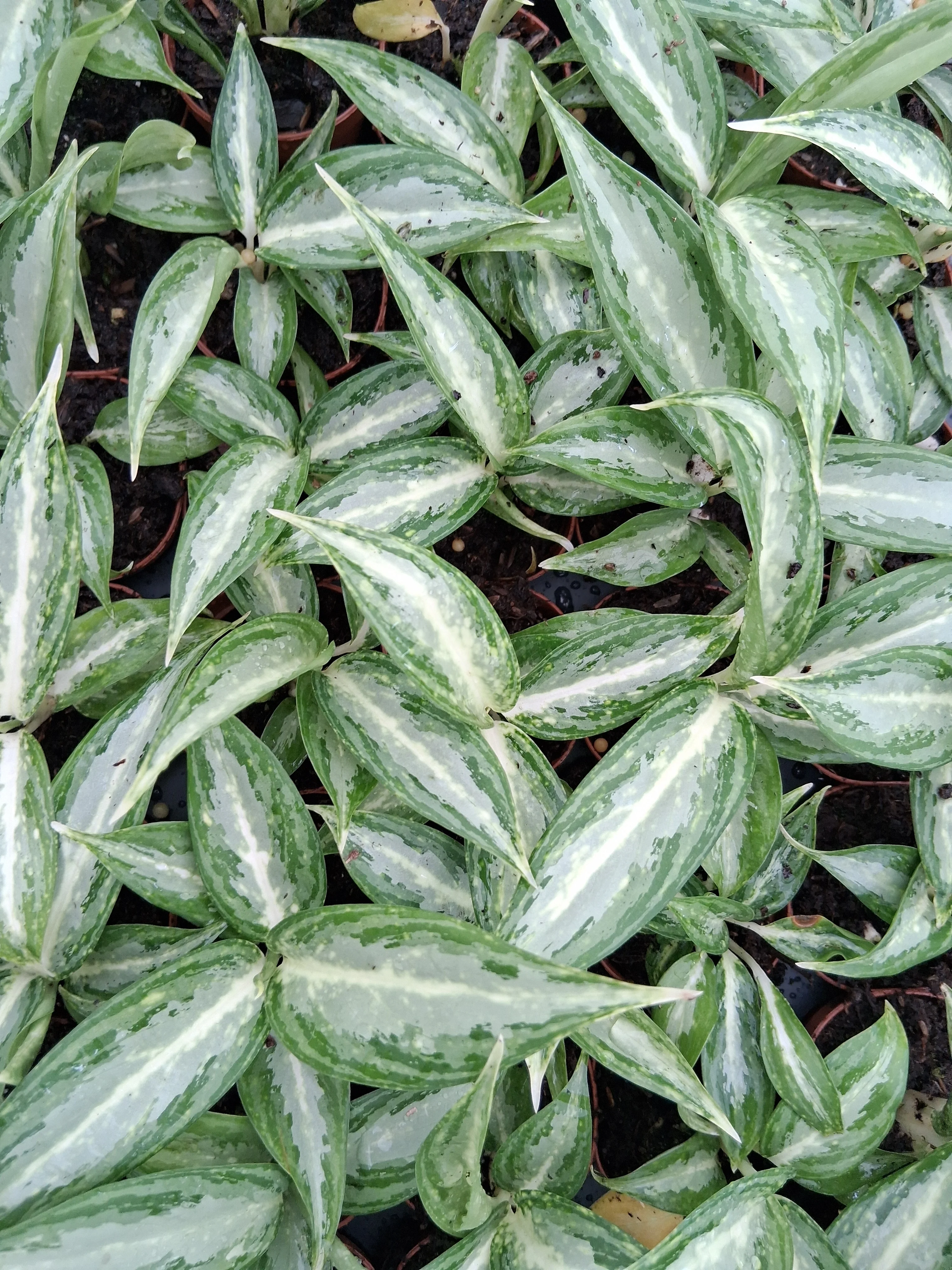 Aglaonema White Rain - Image 3