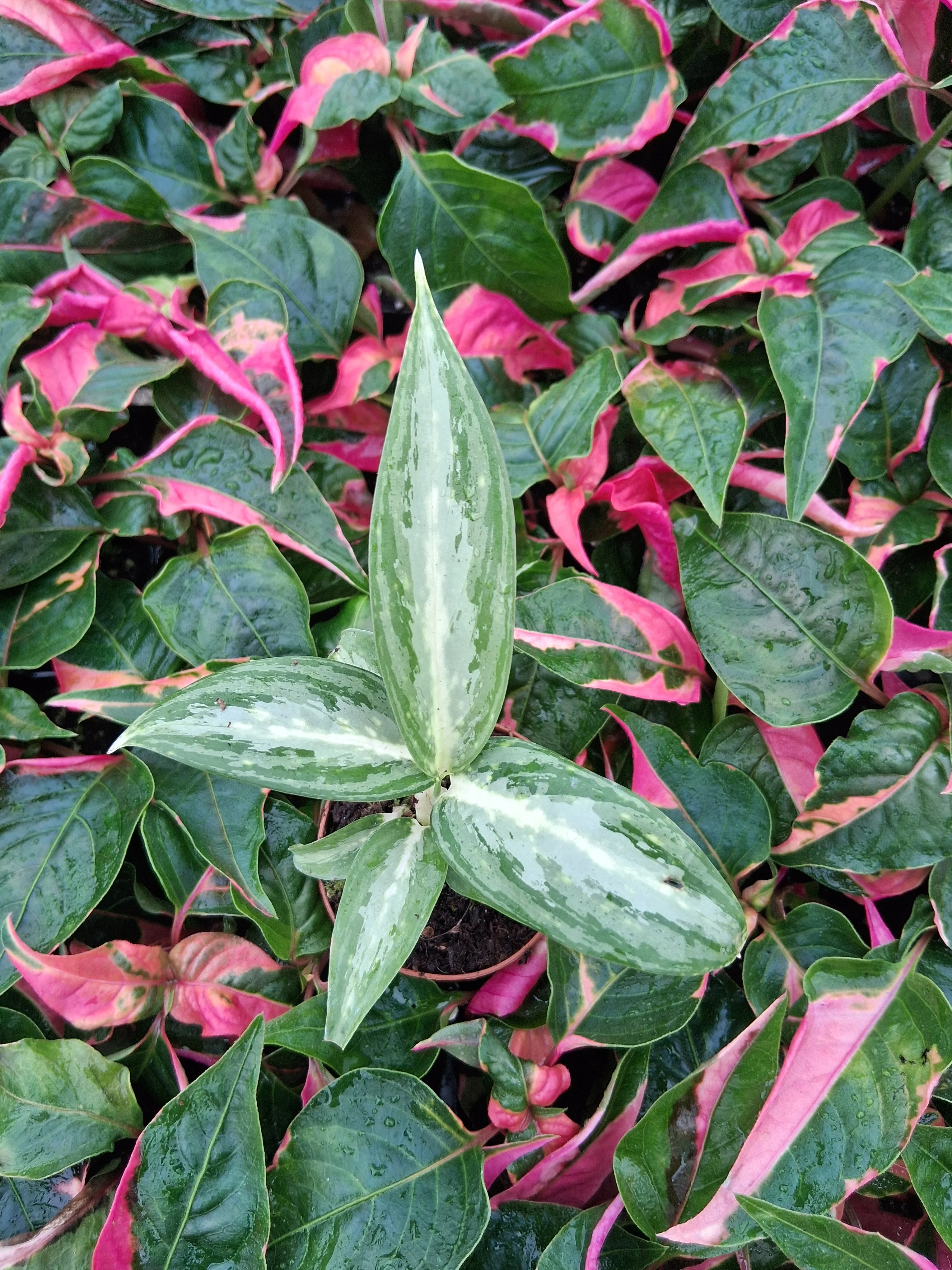 Aglaonema White Rain - Image 4