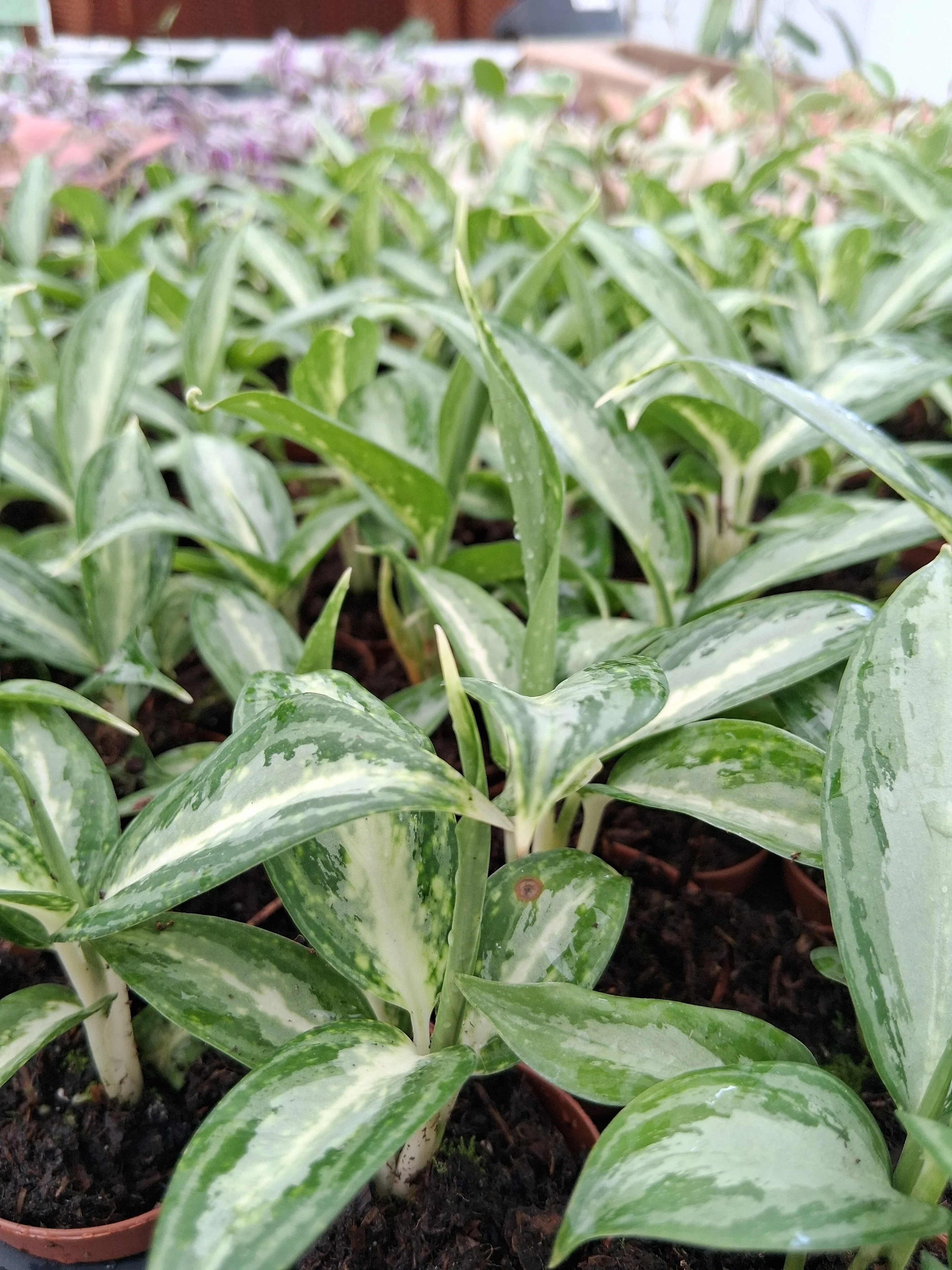Aglaonema White Rain - Image 5