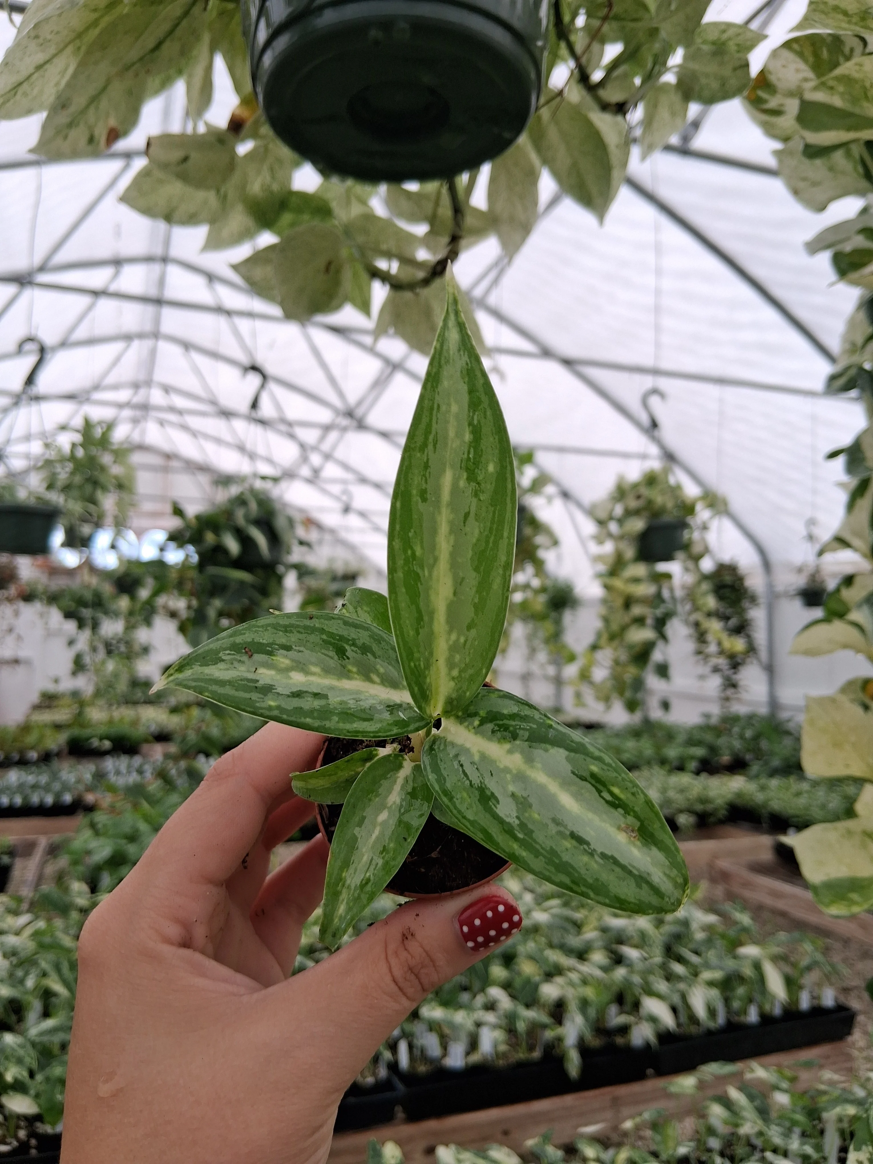 Aglaonema White Rain - Image 6