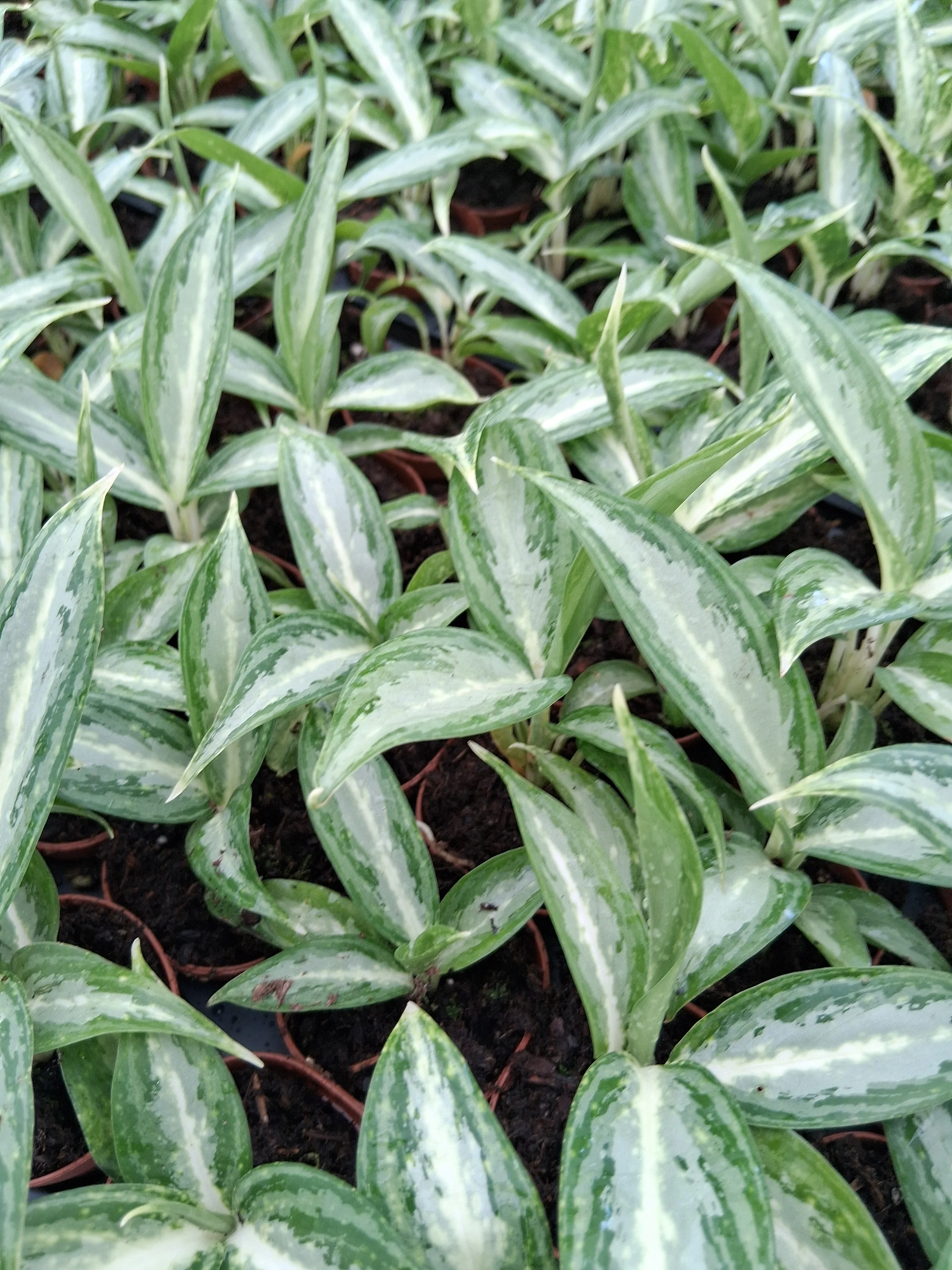Aglaonema White Rain - Image 7