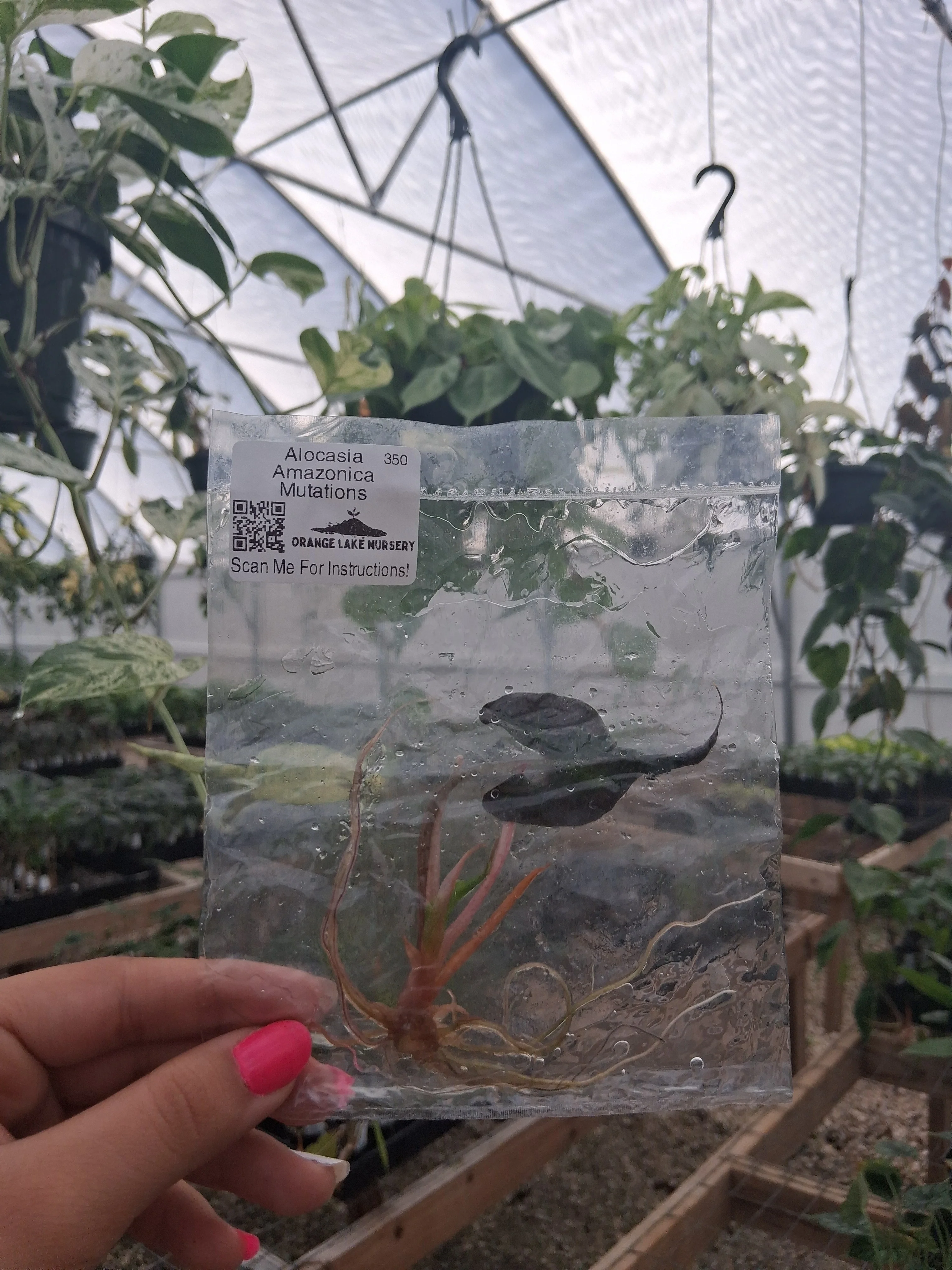 Alocasia Amazonica Mutation Tissue Culture