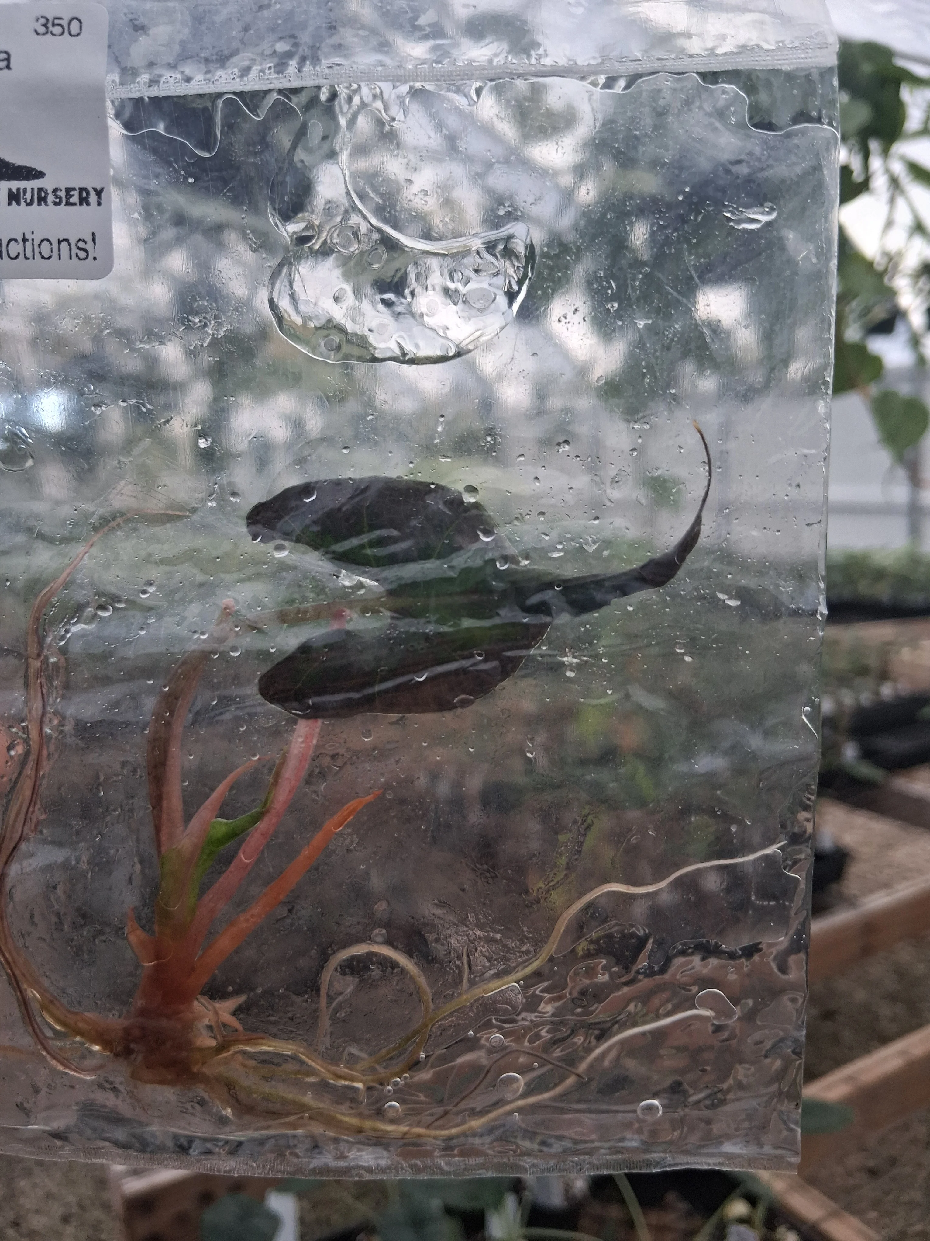 Alocasia Amazonica Mutation Tissue Culture - Image 2