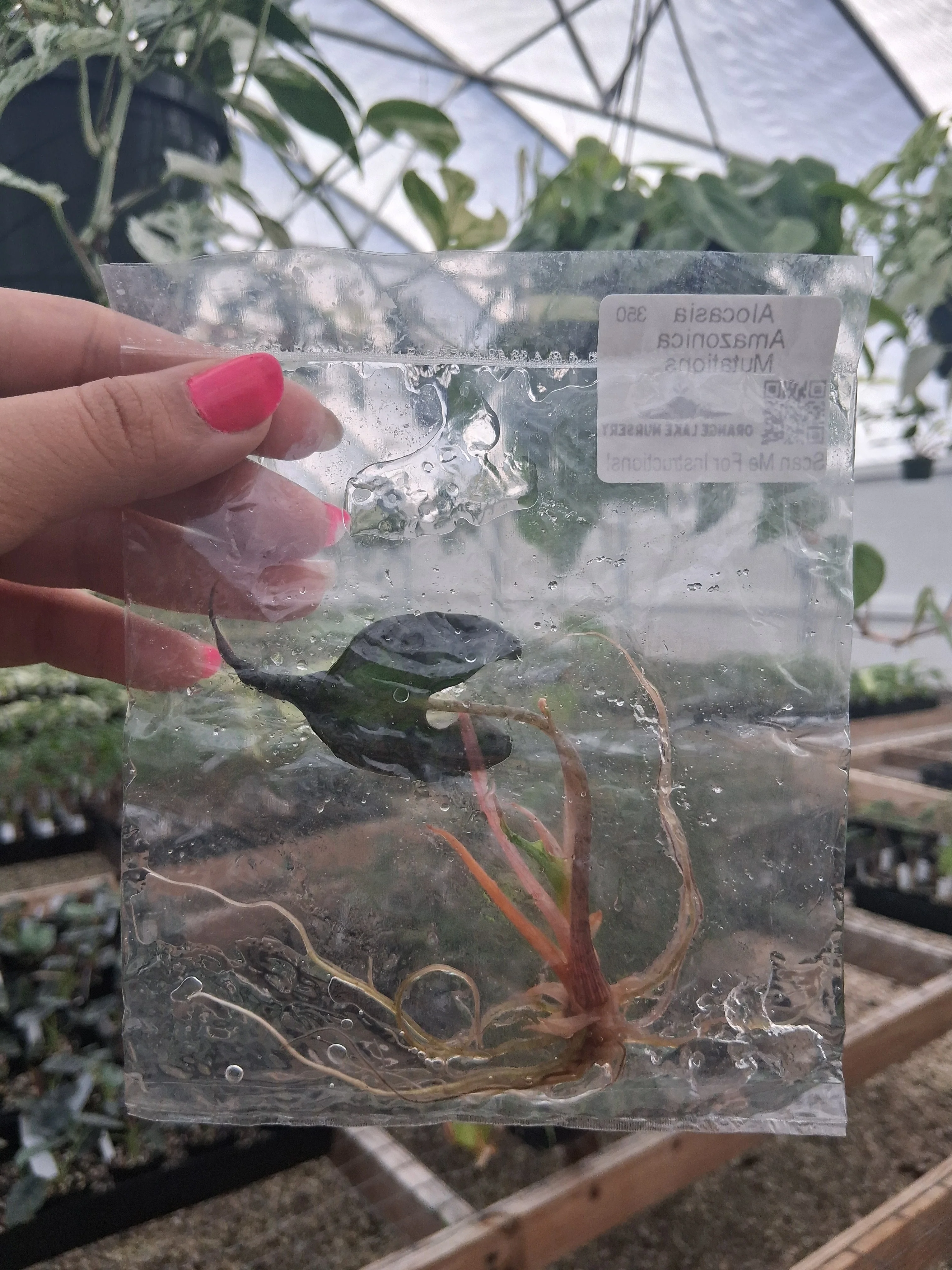 Alocasia Amazonica Mutation Tissue Culture - Image 3