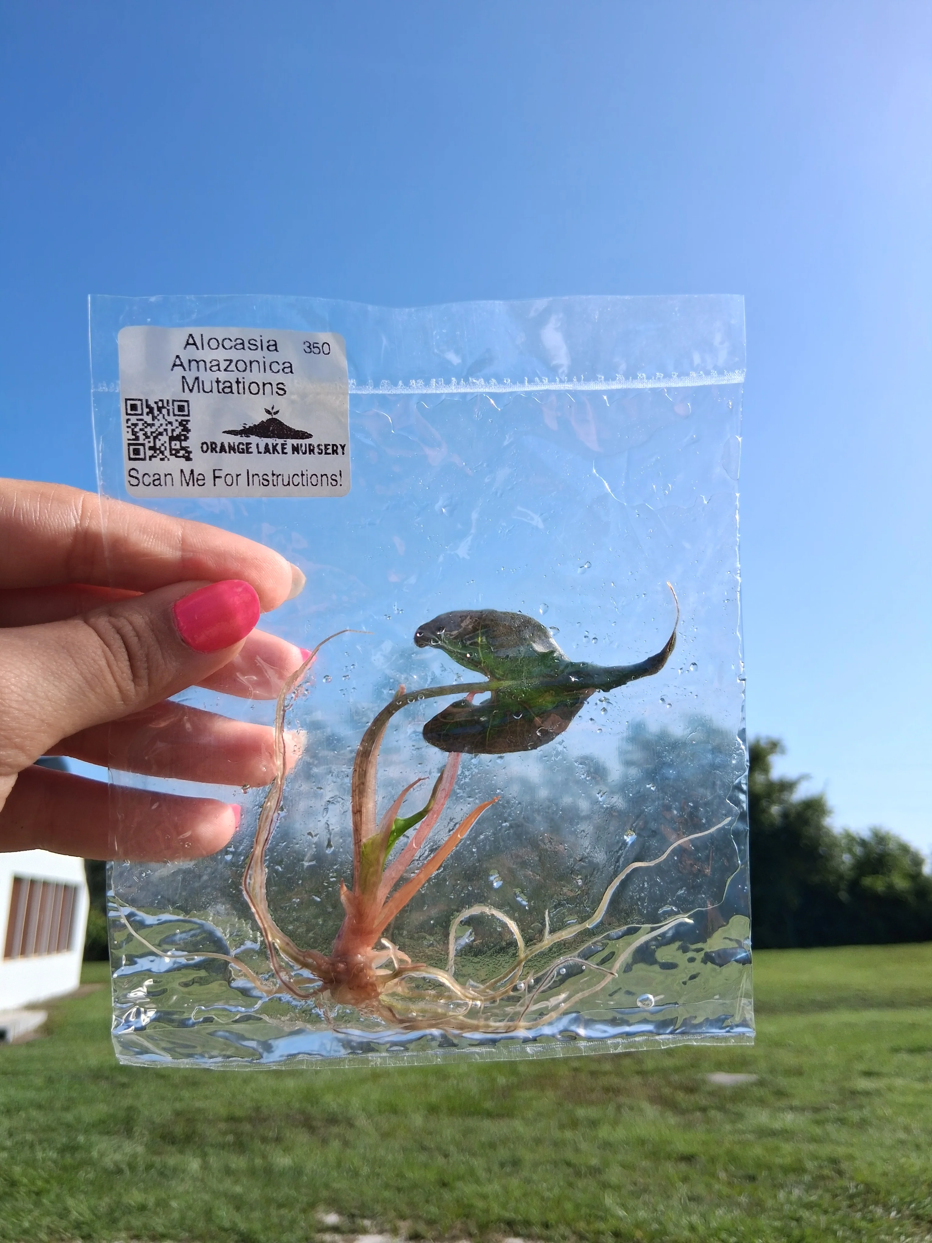 Alocasia Amazonica Mutation Tissue Culture - Image 4