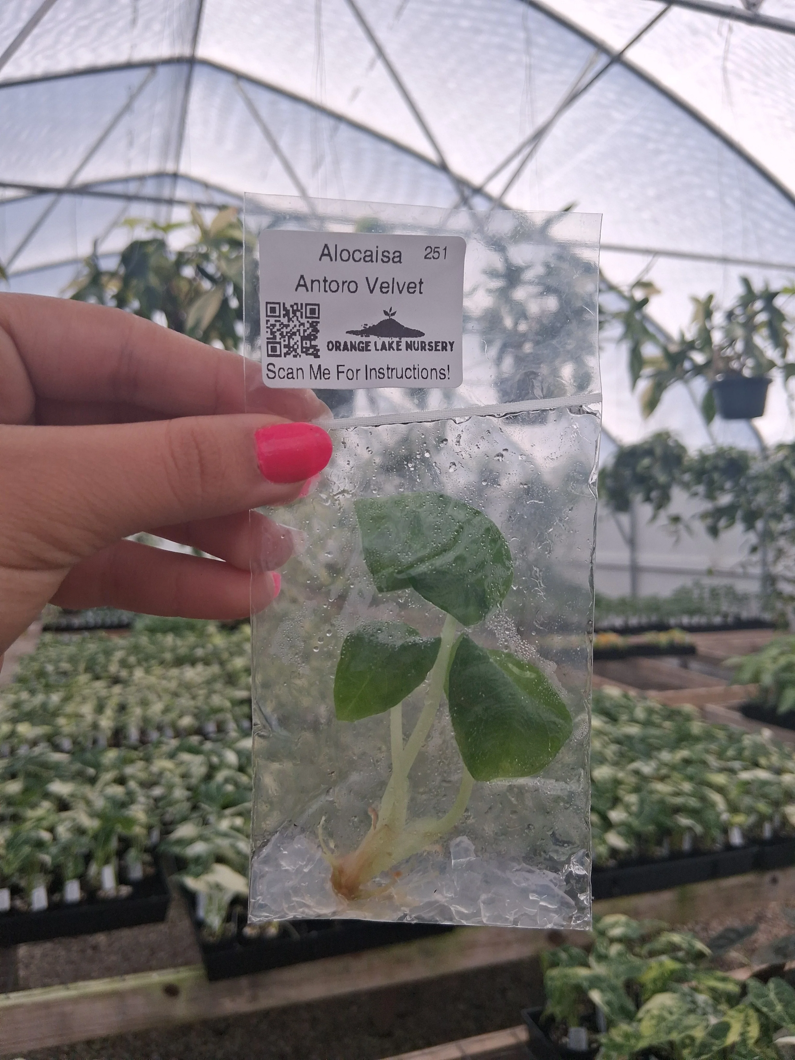 Alocasia Antoro Velvet Tissue Culture
