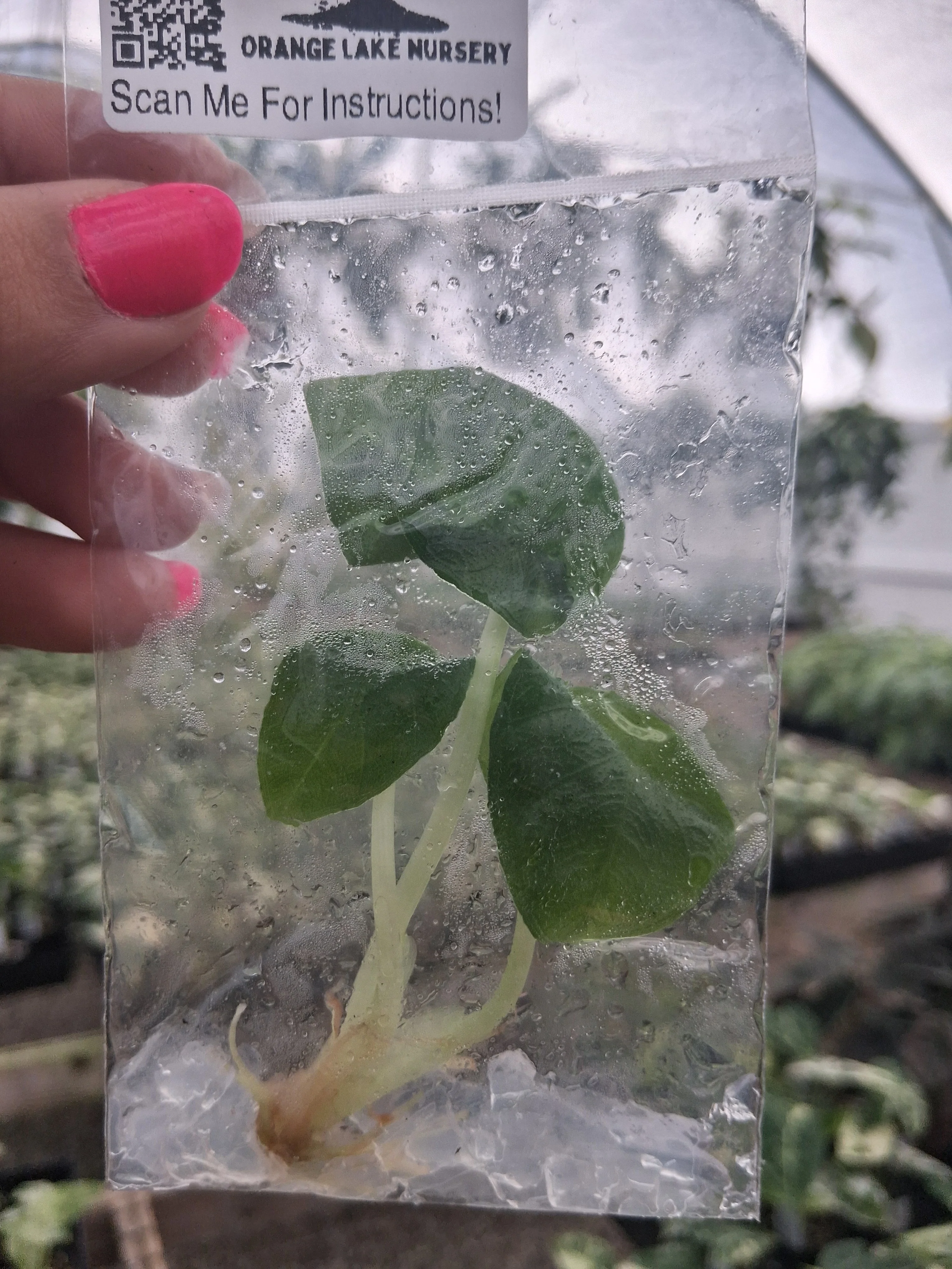 Alocasia Antoro Velvet Tissue Culture - Image 2