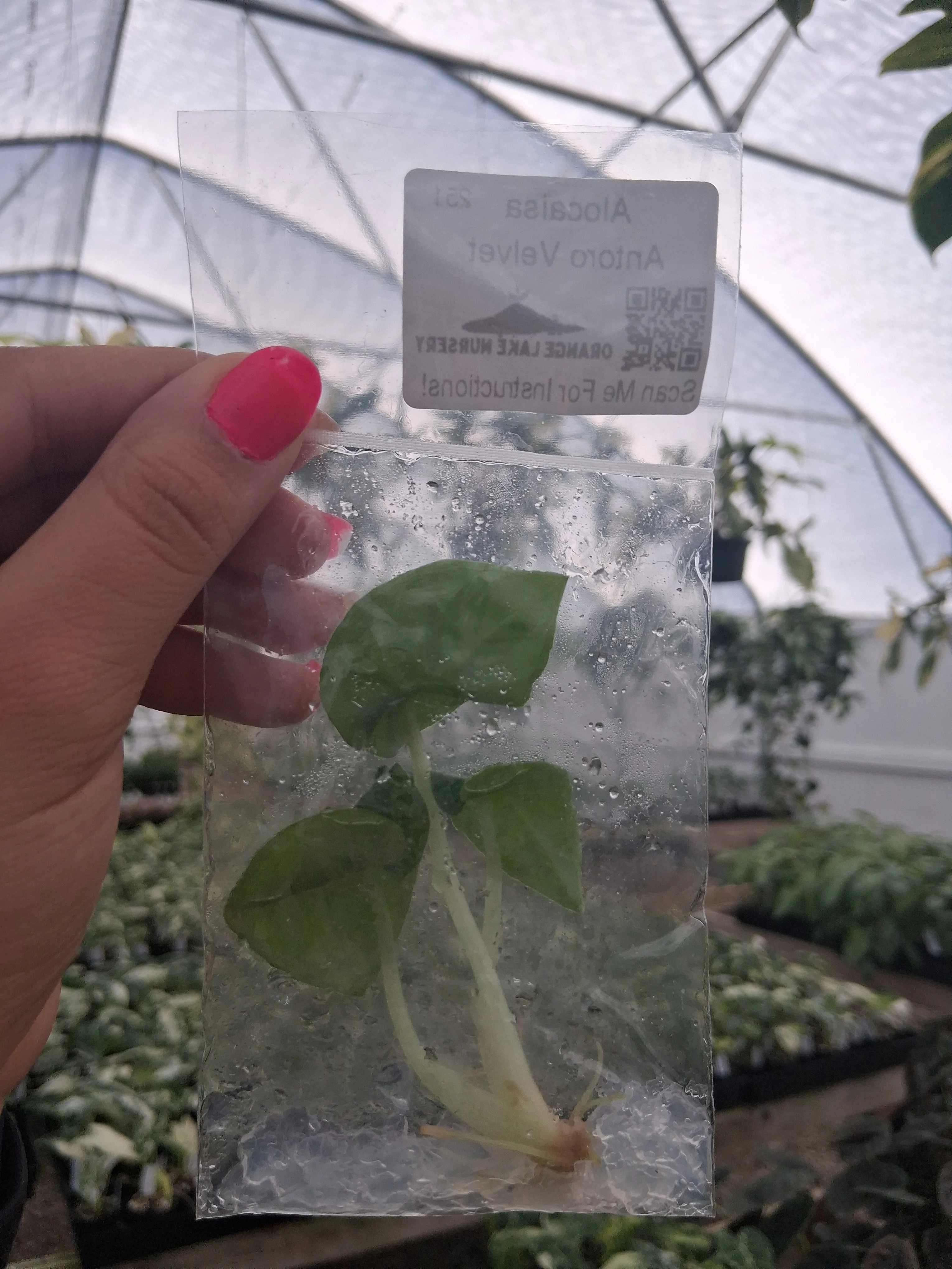 Alocasia Antoro Velvet Tissue Culture - Image 3