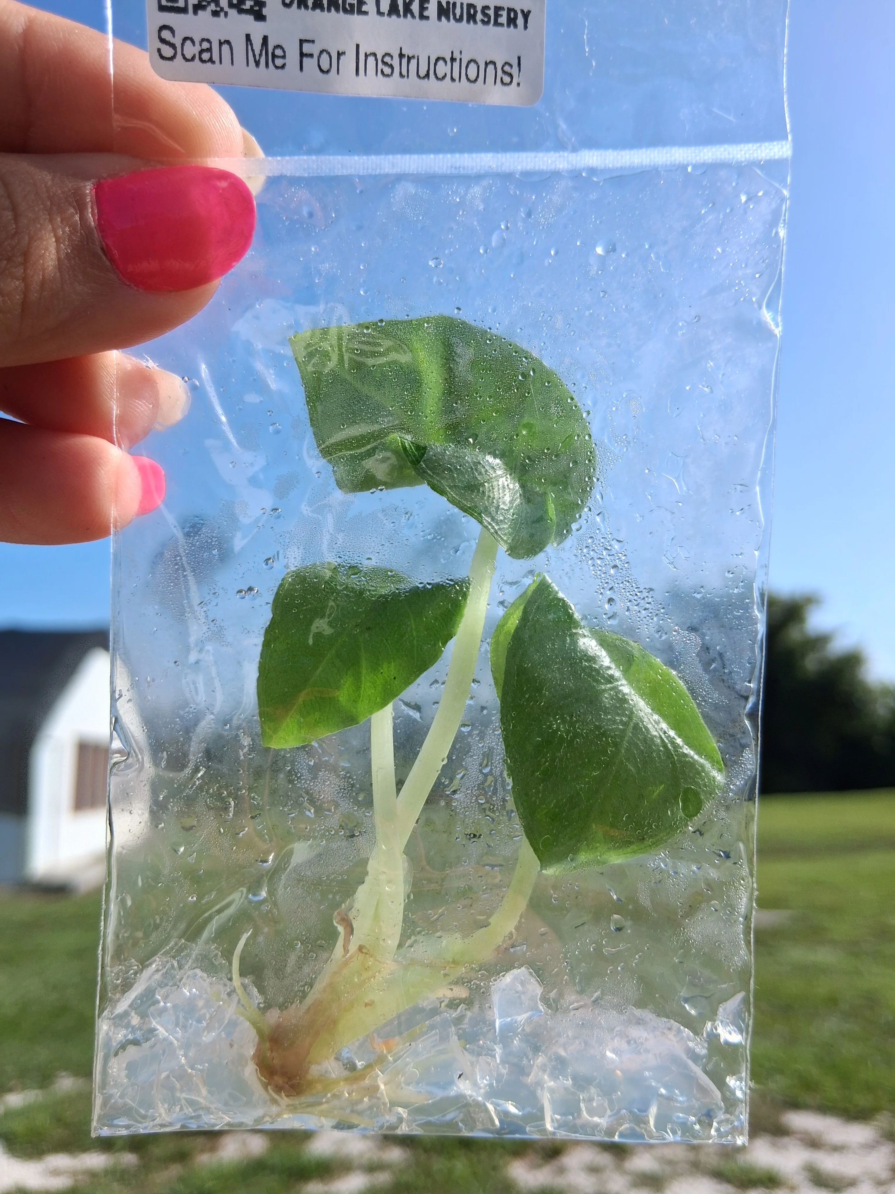 Alocasia Antoro Velvet Tissue Culture - Image 4