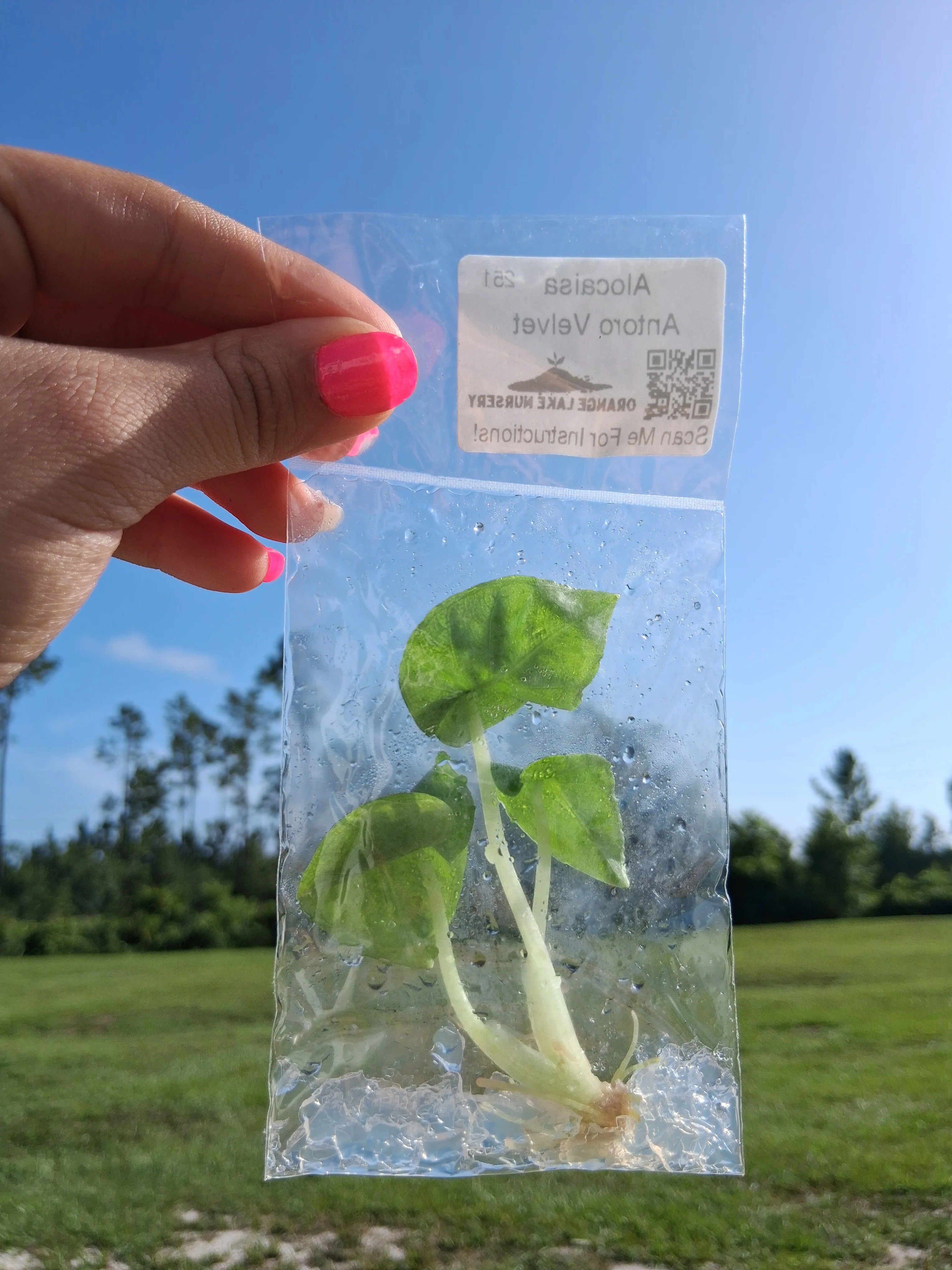 Alocasia Antoro Velvet Tissue Culture - Image 5