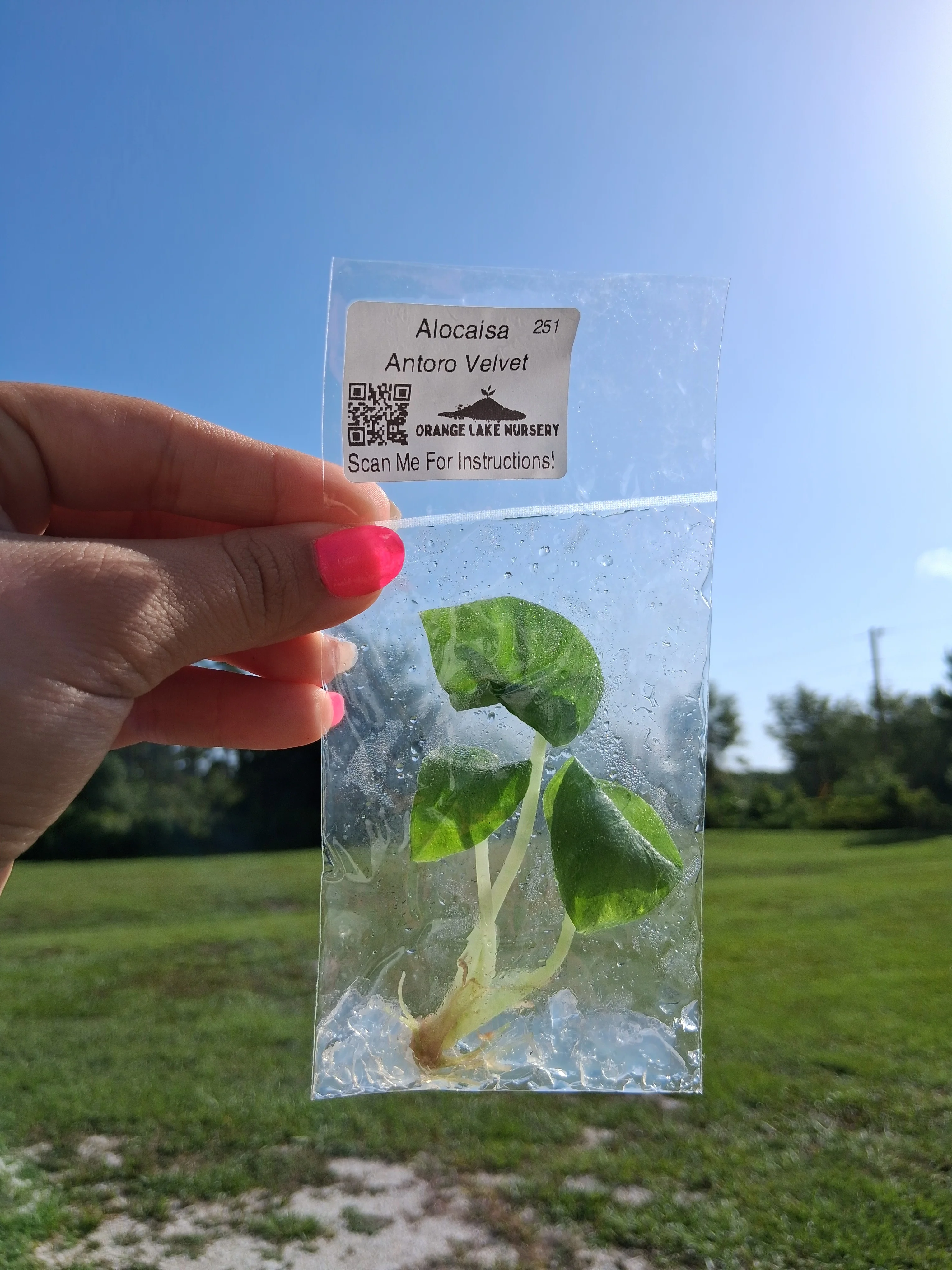 Alocasia Antoro Velvet Tissue Culture - Image 6