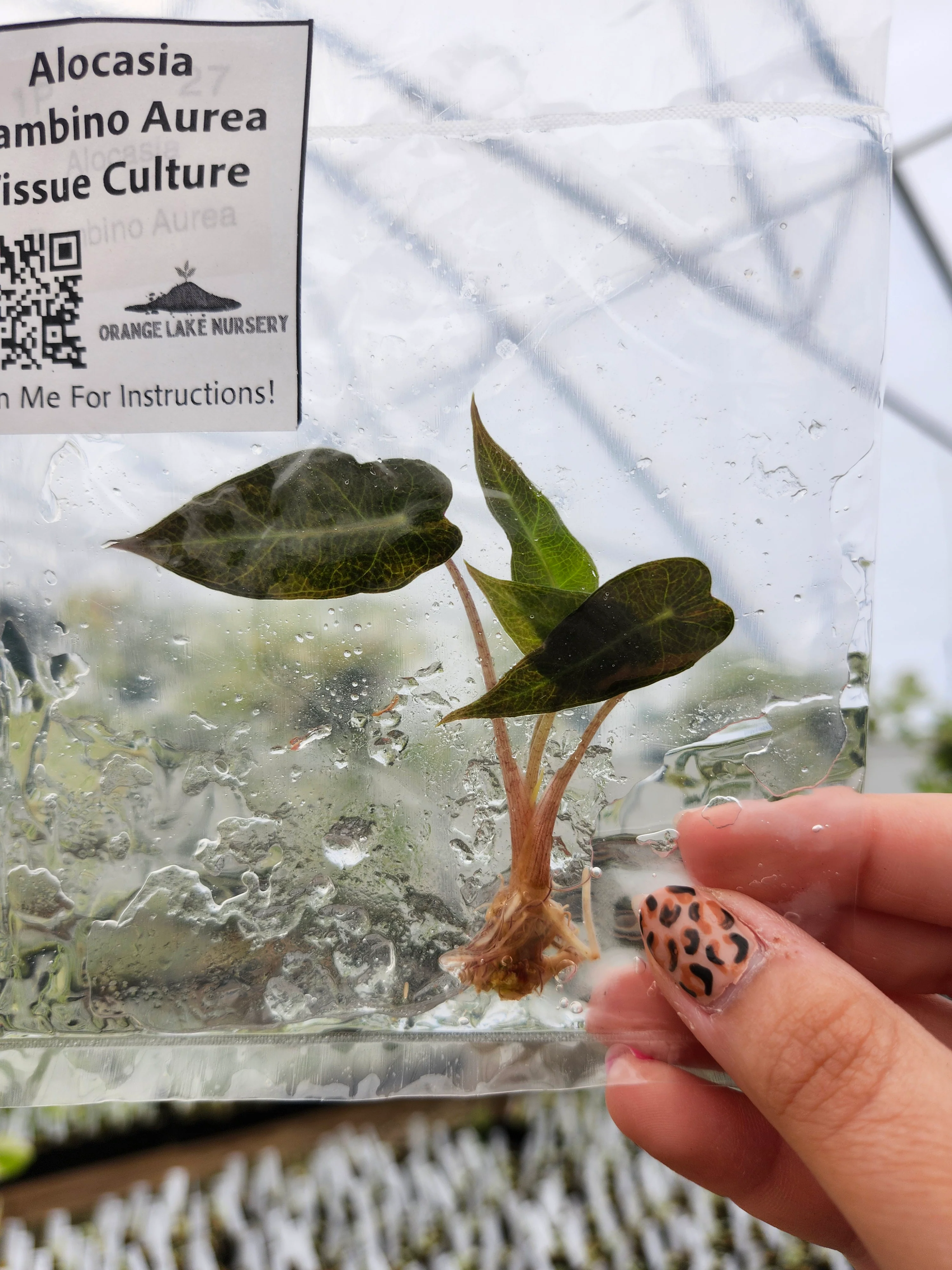Alocasia Bambino Aurea Tissue Culture - Image 3