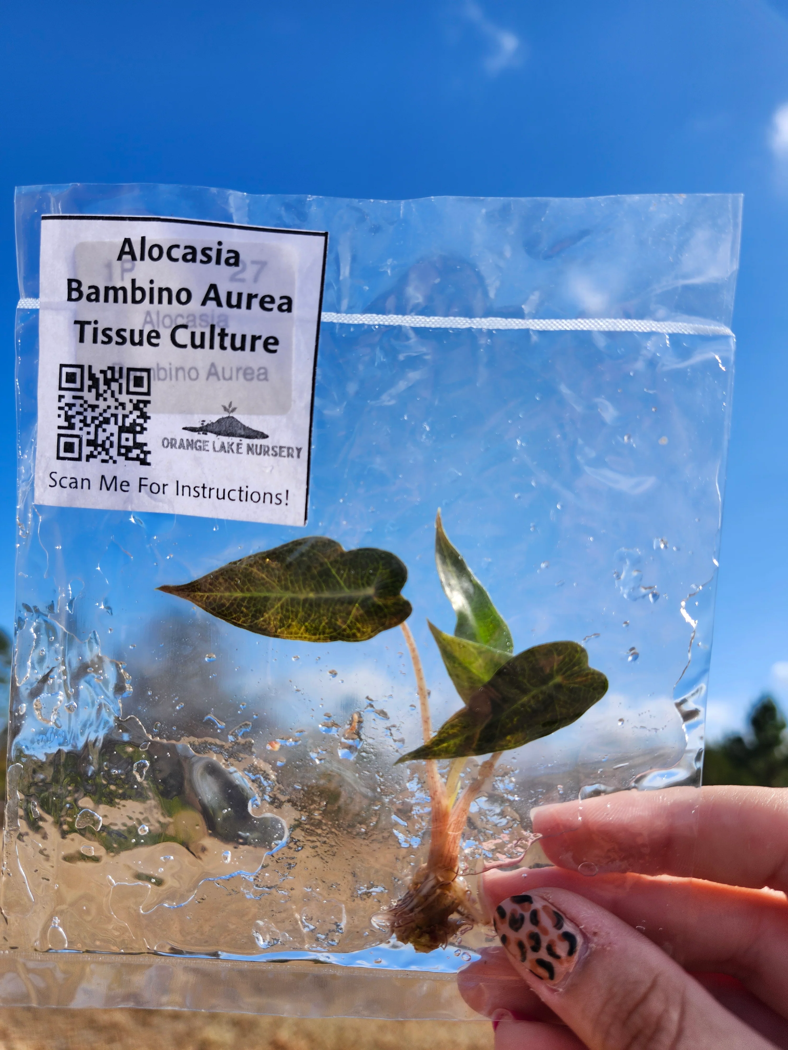 Alocasia Bambino Aurea Tissue Culture - Image 6
