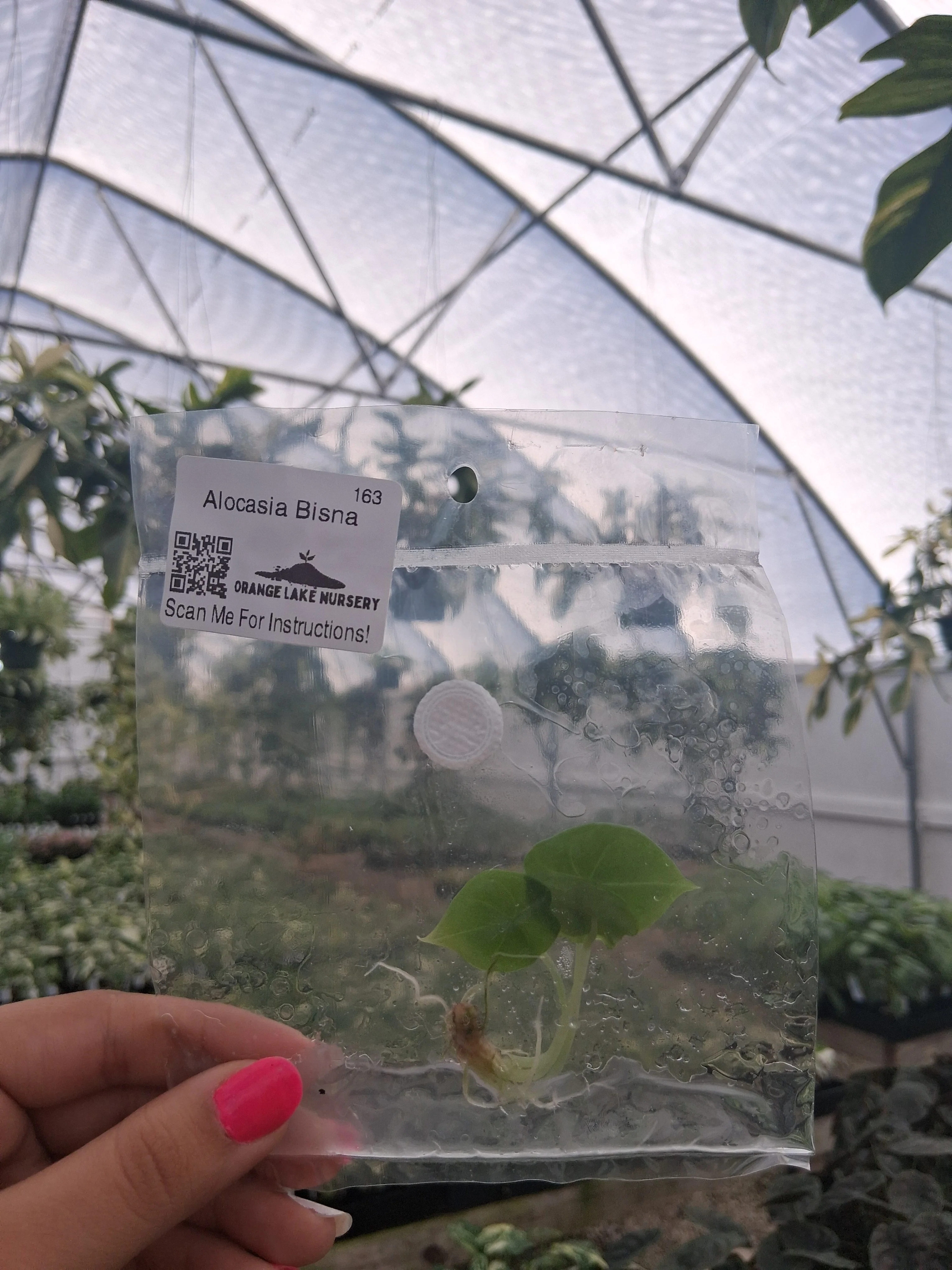 Alocasia Bisna Tissue Culture