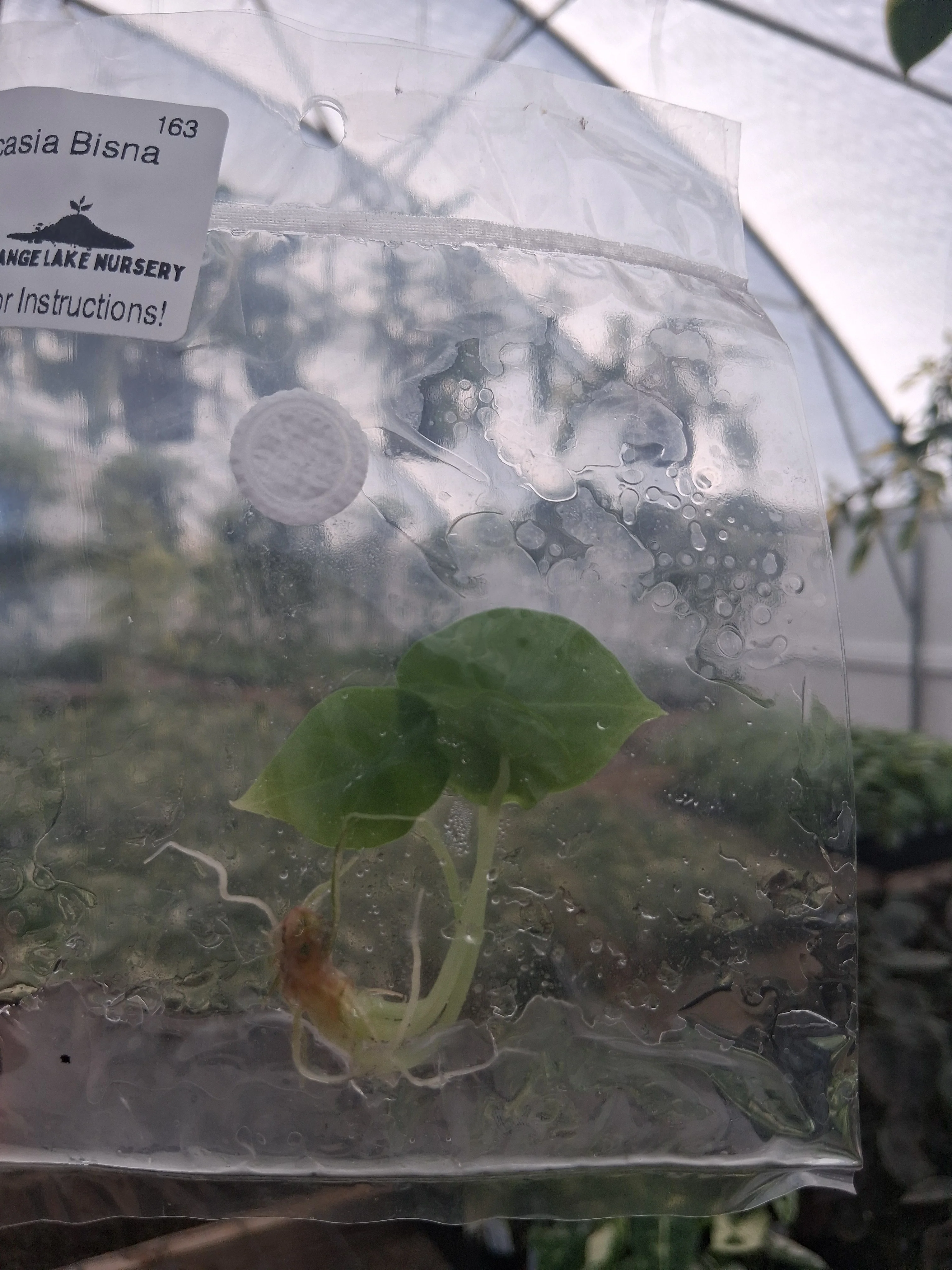 Alocasia Bisna Tissue Culture - Image 2