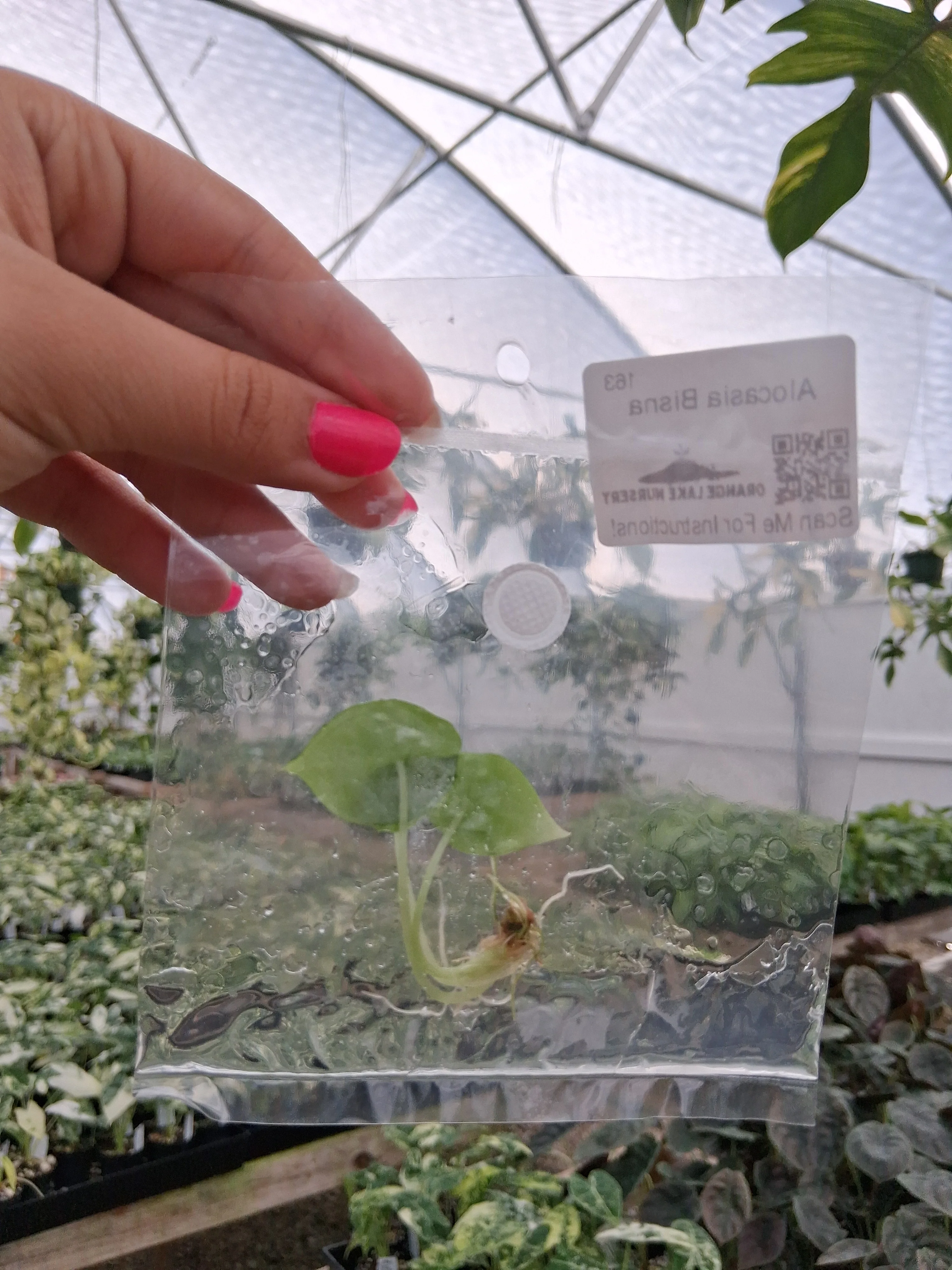 Alocasia Bisna Tissue Culture - Image 3