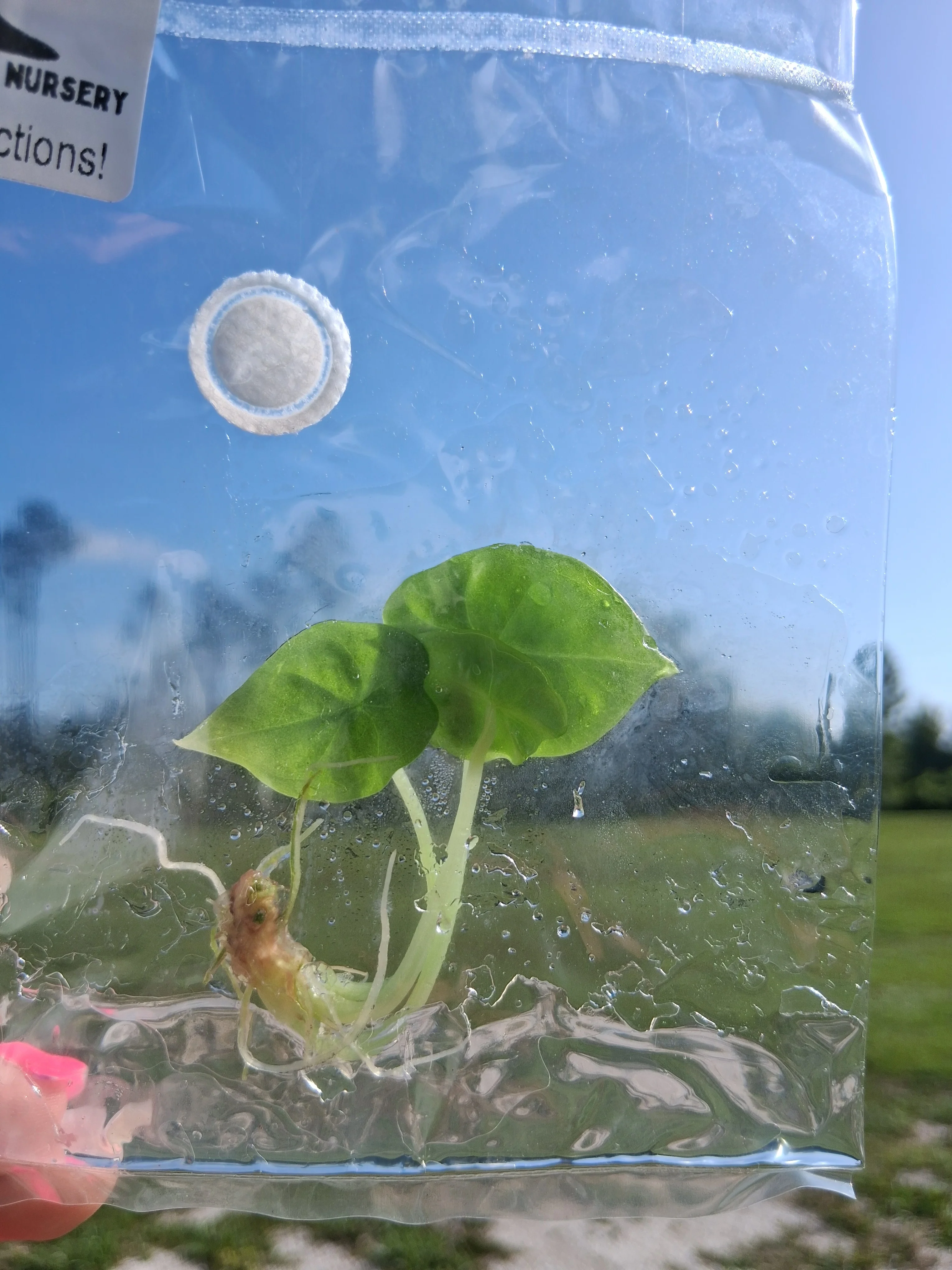 Alocasia Bisna Tissue Culture - Image 4