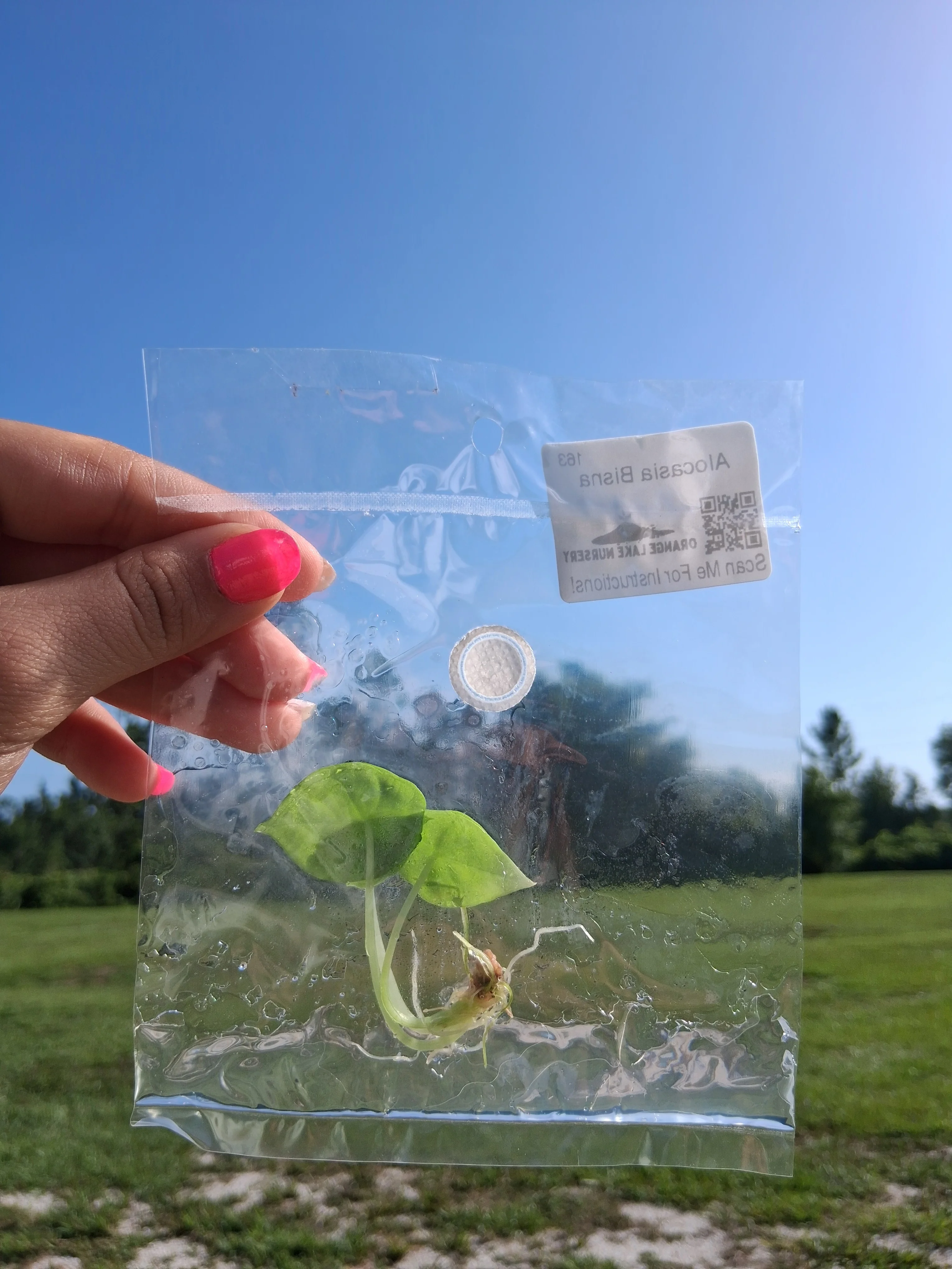 Alocasia Bisna Tissue Culture - Image 5