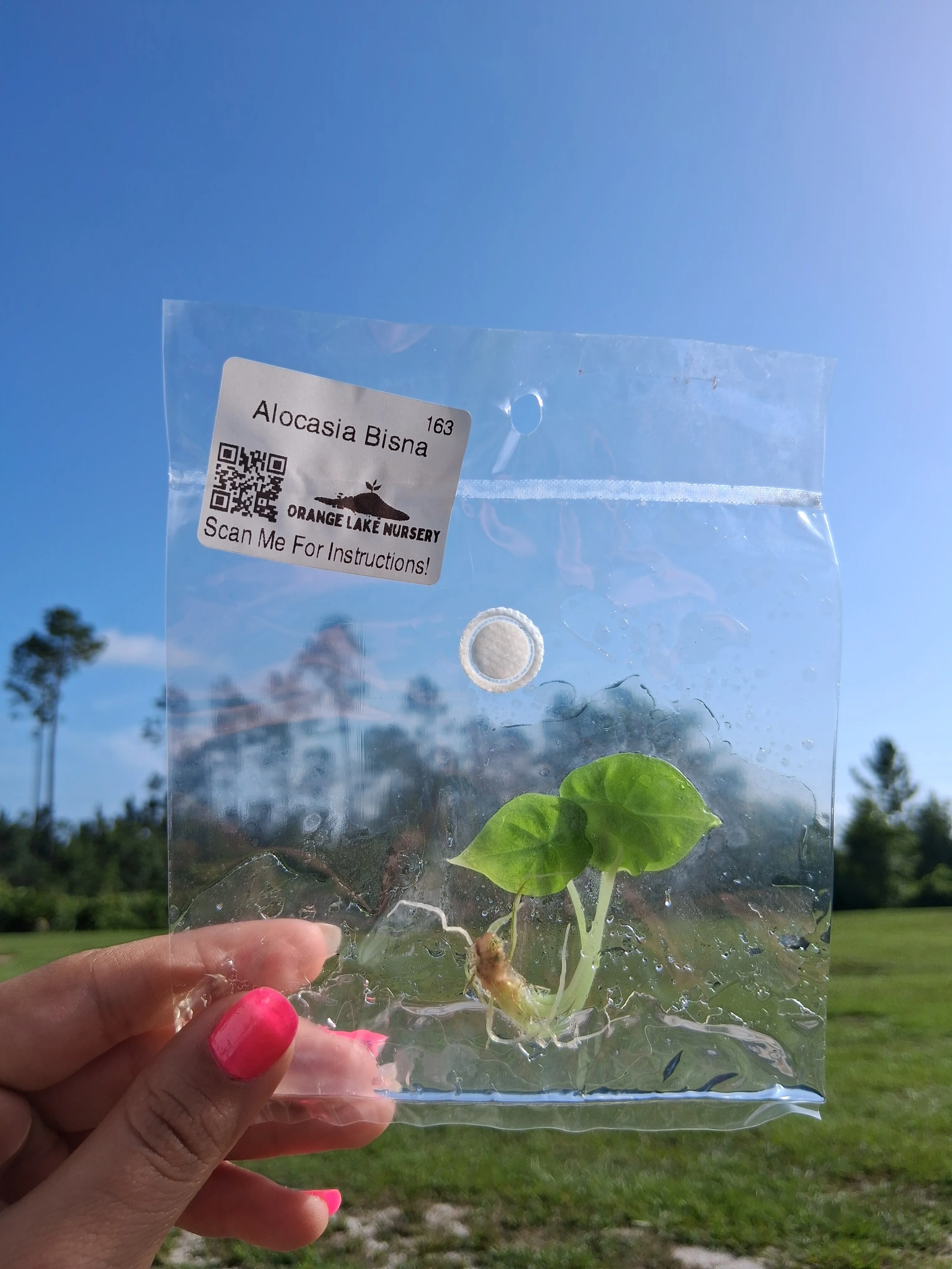 Alocasia Bisna Tissue Culture - Image 6