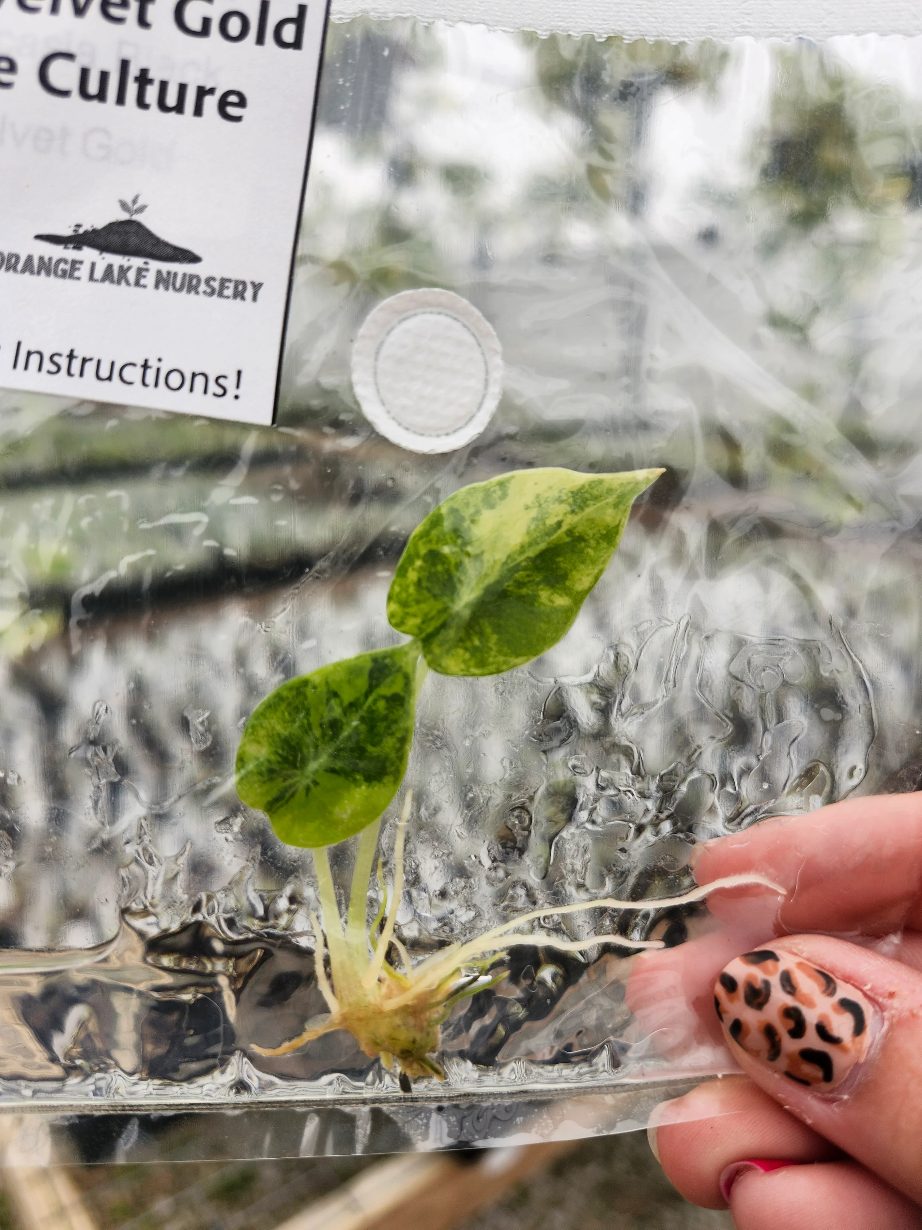 Alocasia Black Velvet Gold Tissue Culture