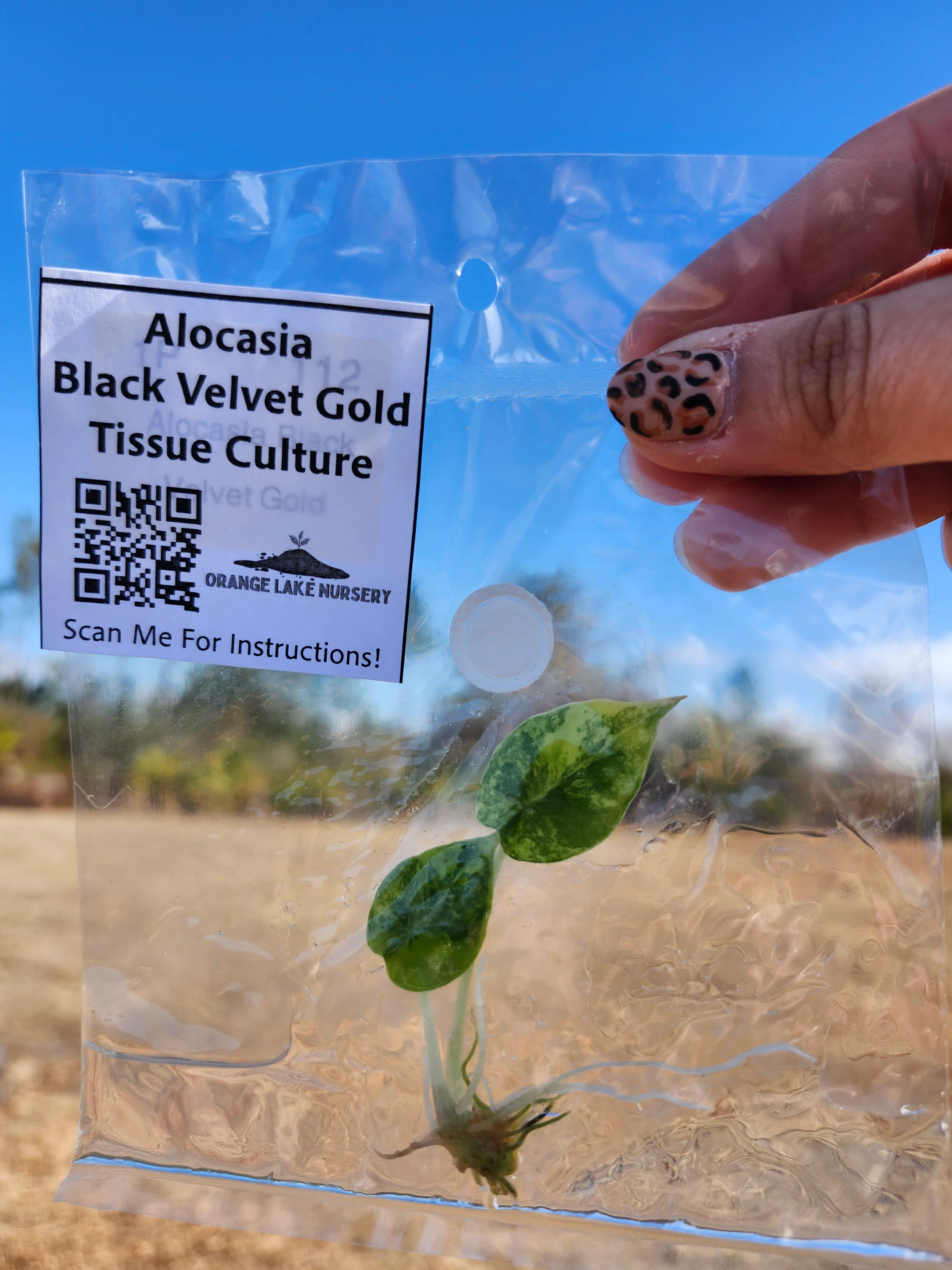 Alocasia Black Velvet Gold Tissue Culture - Image 2