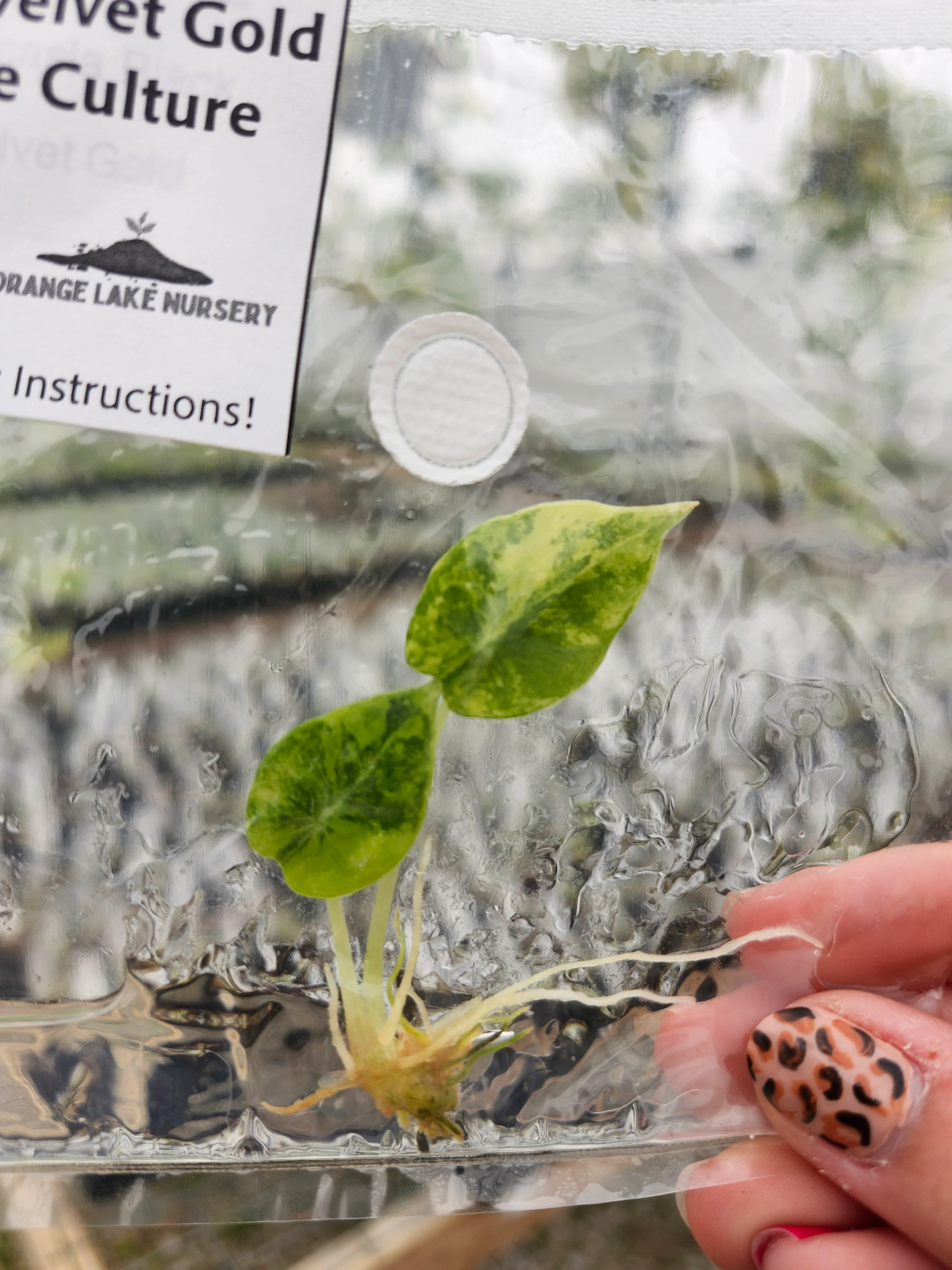 Alocasia Black Velvet Gold Tissue Culture - Image 3