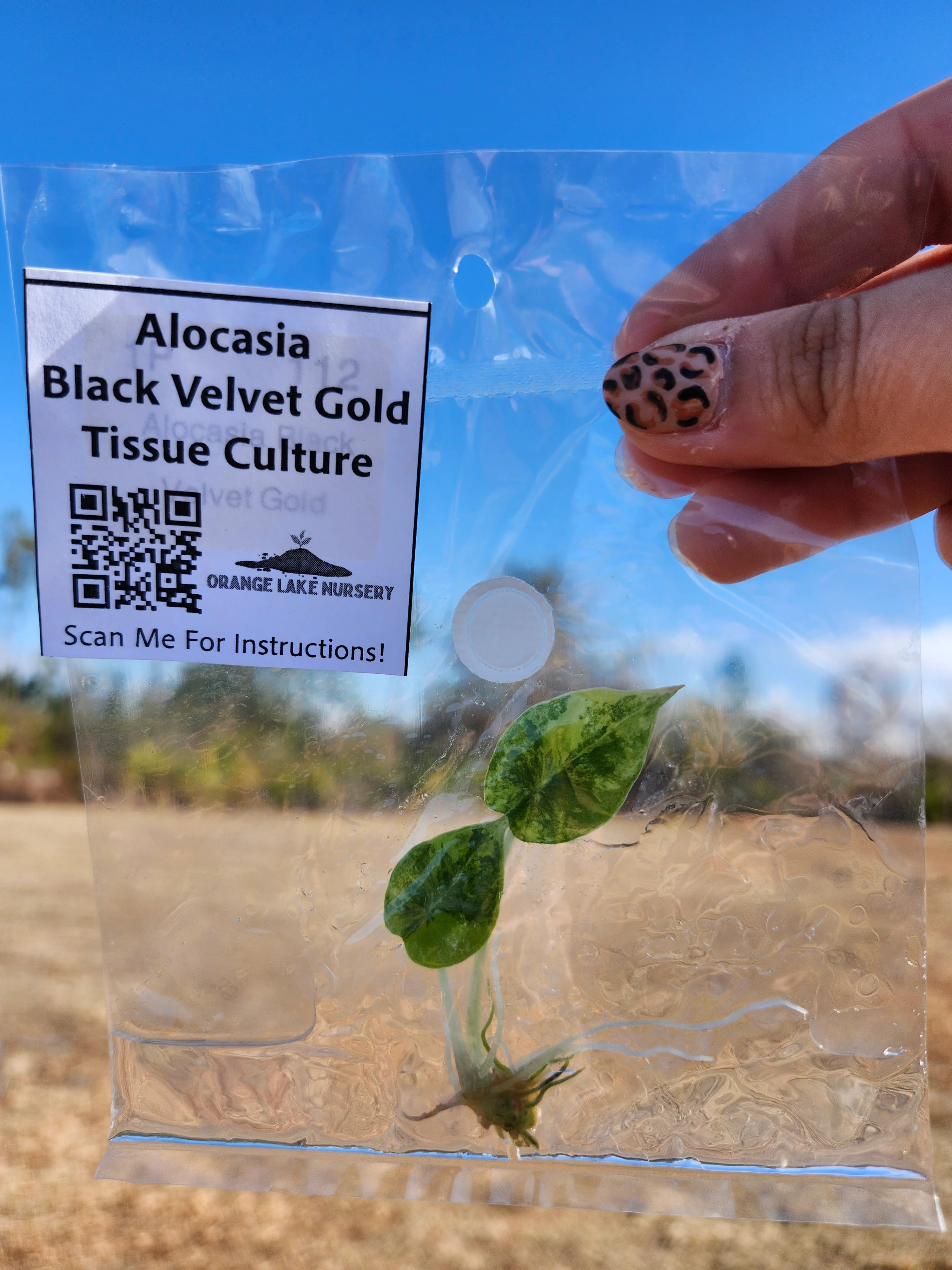 Alocasia Black Velvet Gold Tissue Culture - Image 4
