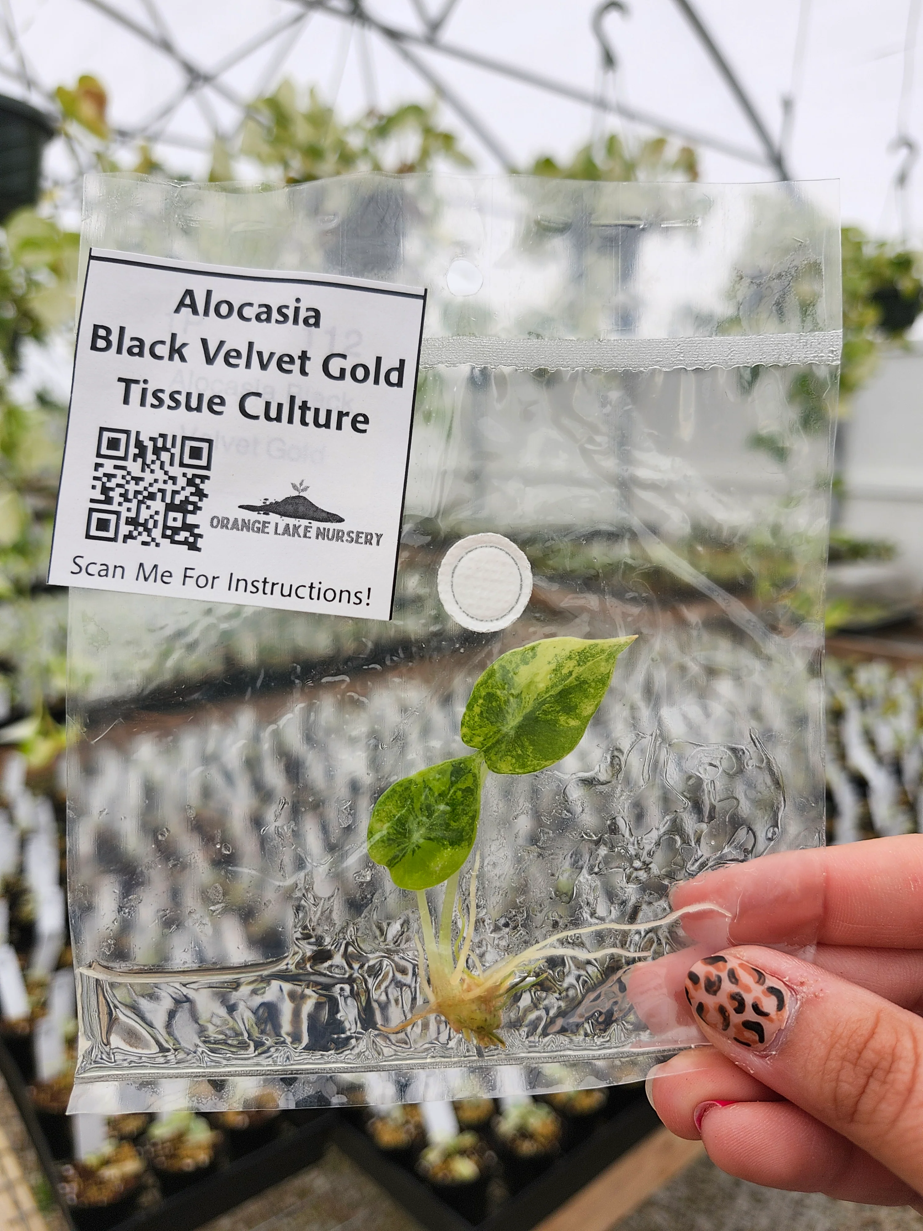 Alocasia Black Velvet Gold Tissue Culture - Image 5