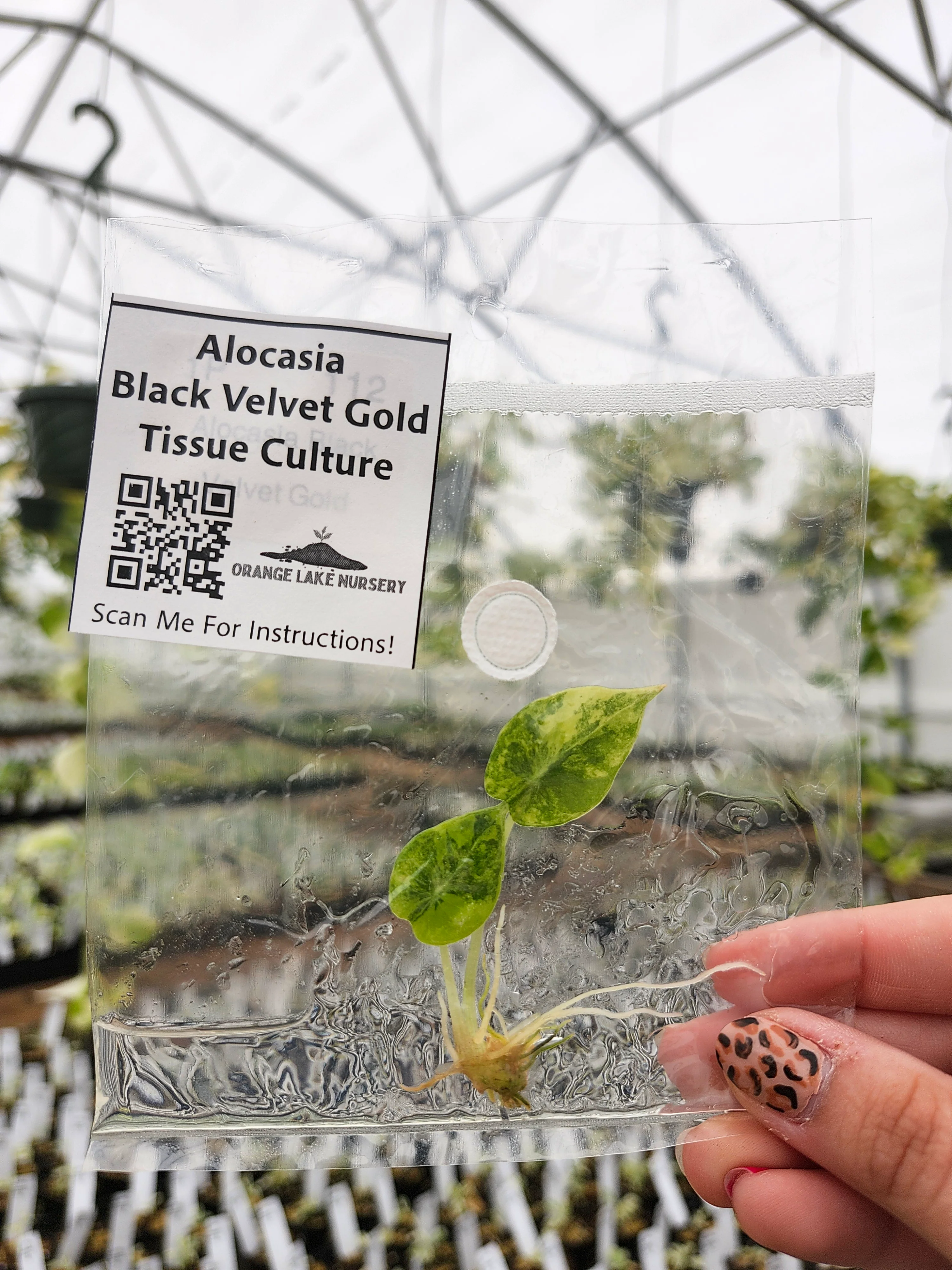 Alocasia Black Velvet Gold Tissue Culture - Image 6