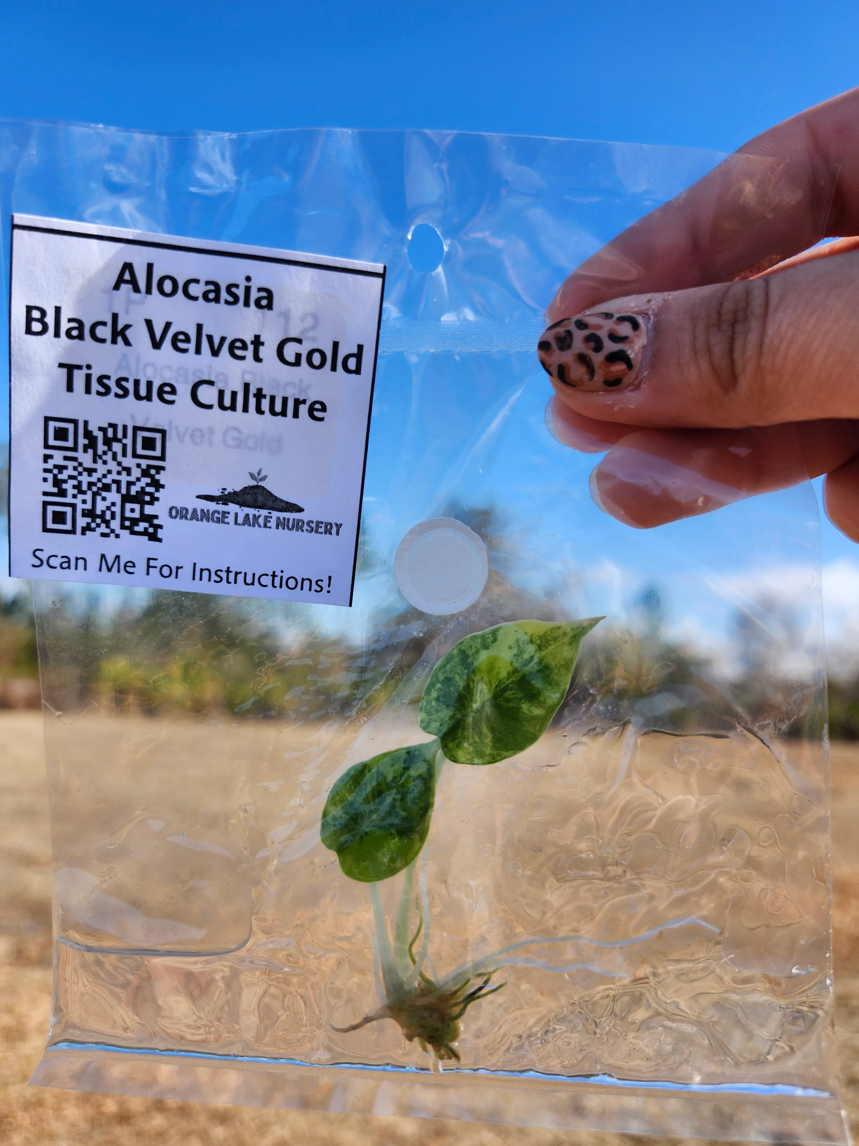 Alocasia Black Velvet Gold Tissue Culture - Image 7