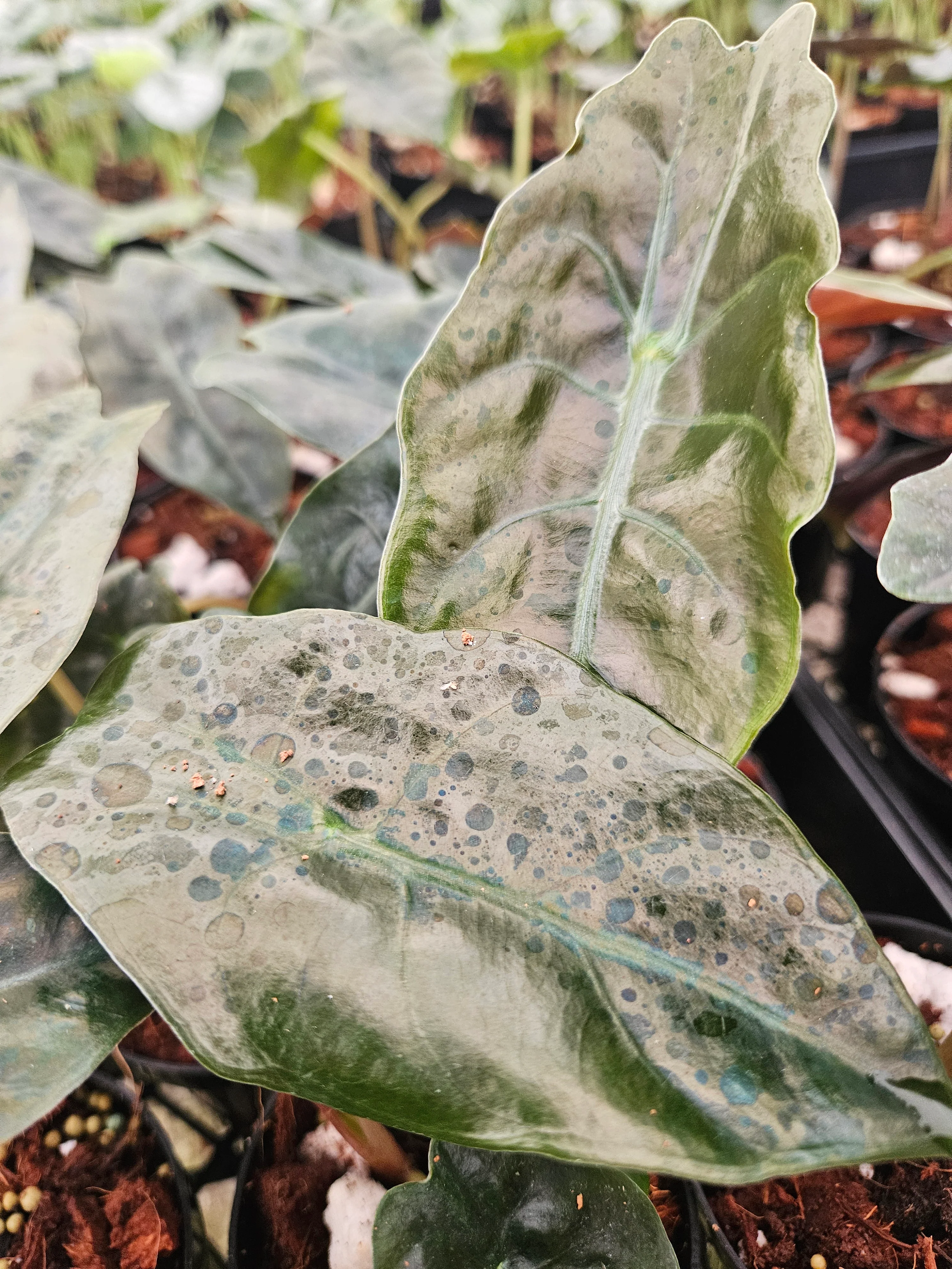 Alocasia Chantrieri - Image 9