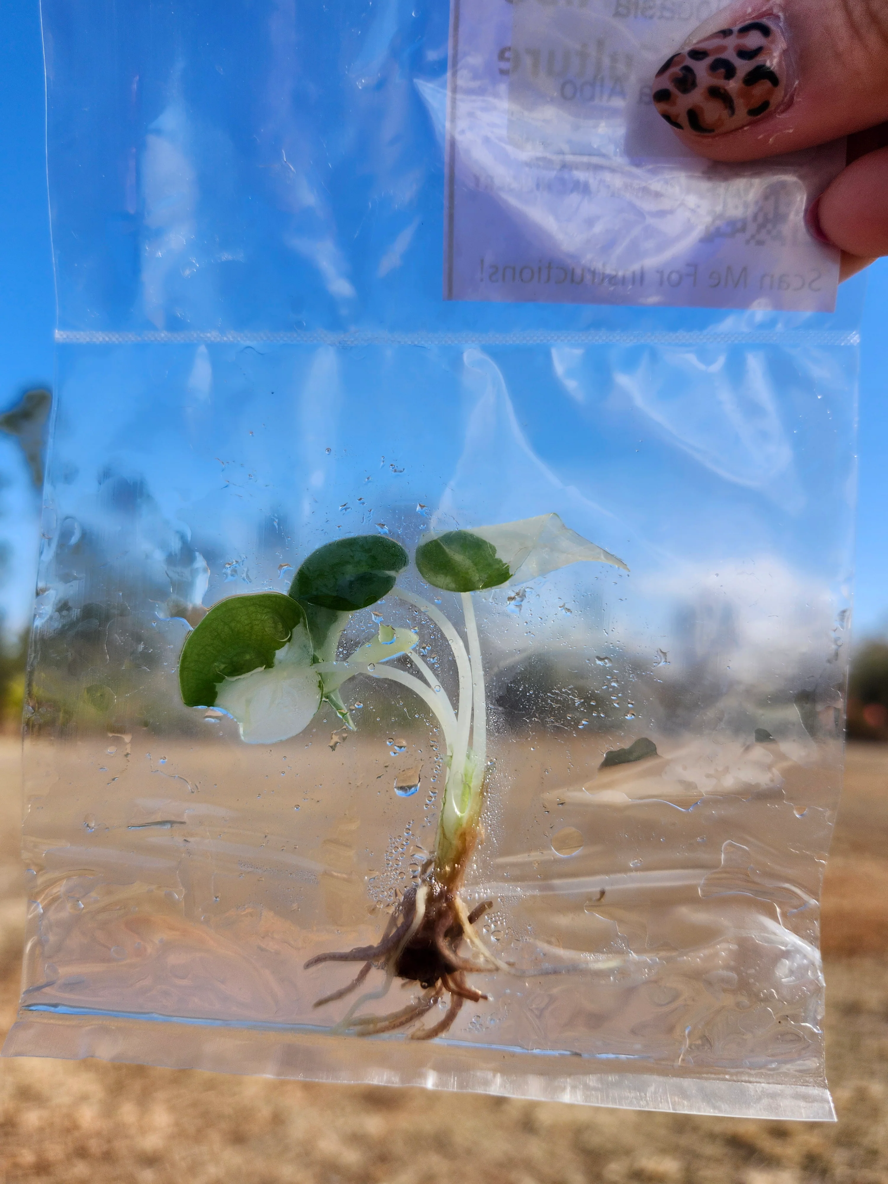 Alocasia Cucullata Albo Tissue Culture - Image 4