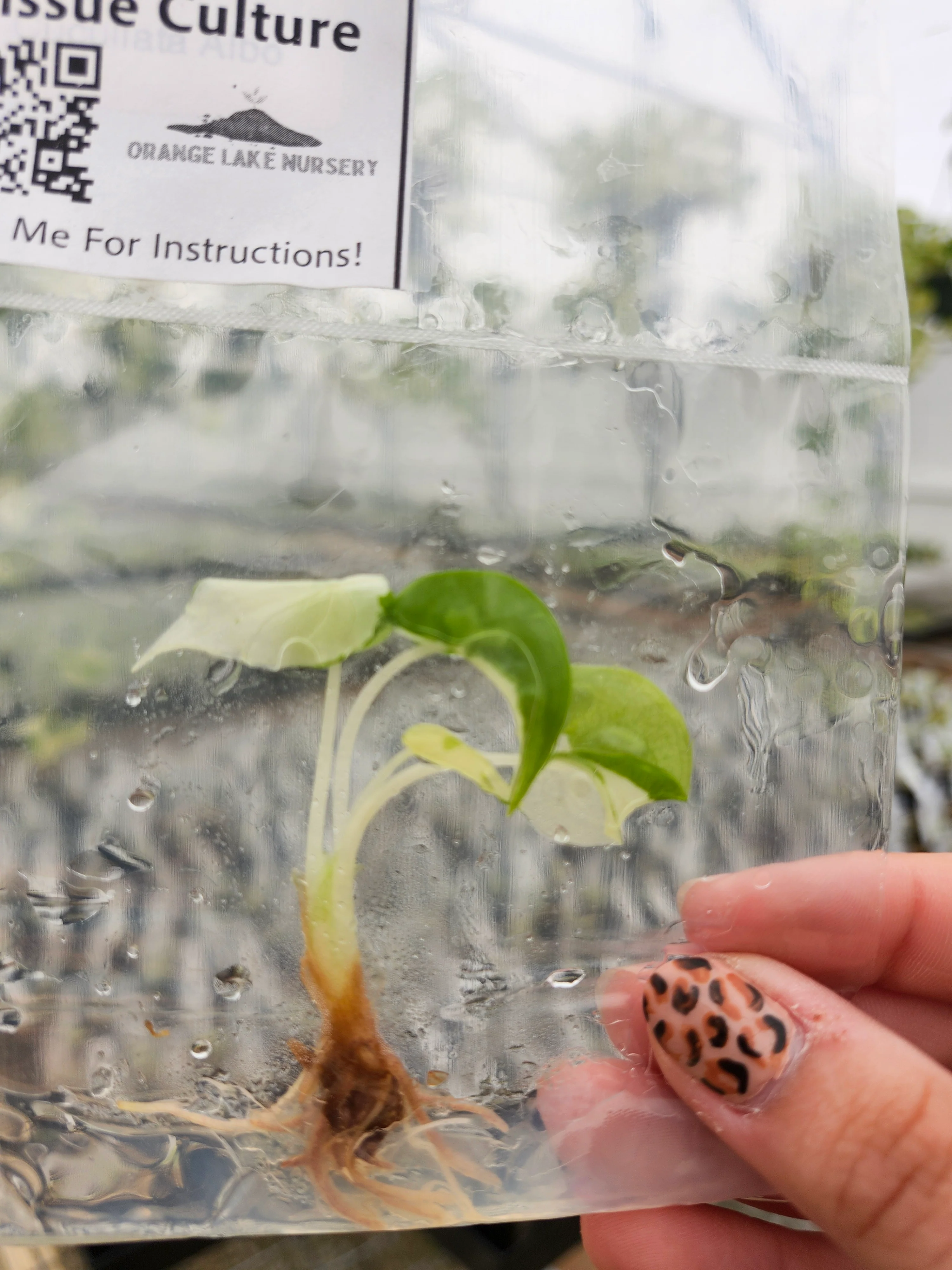 Alocasia Cucullata Albo Tissue Culture - Image 6