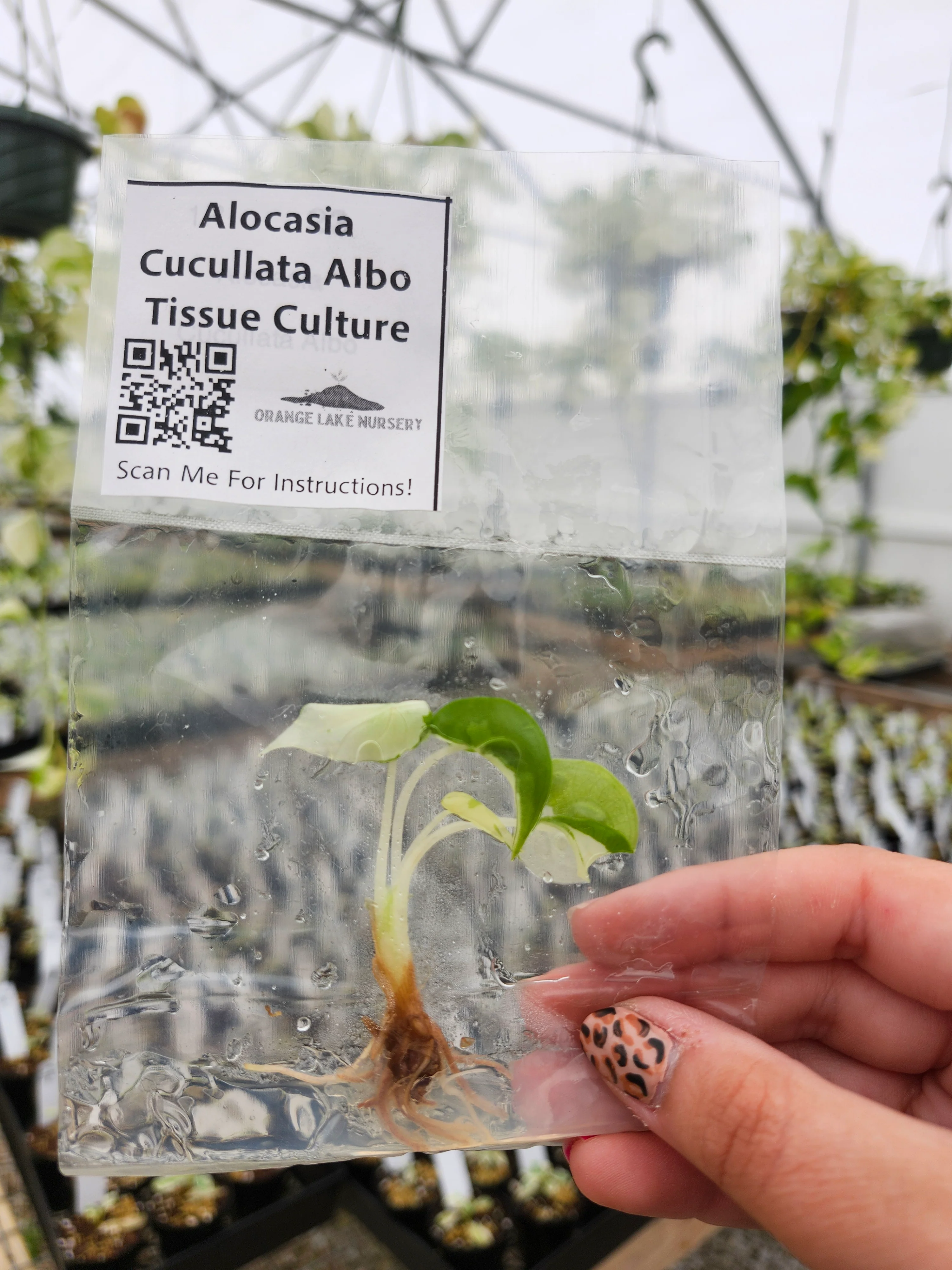 Alocasia Cucullata Albo Tissue Culture - Image 7