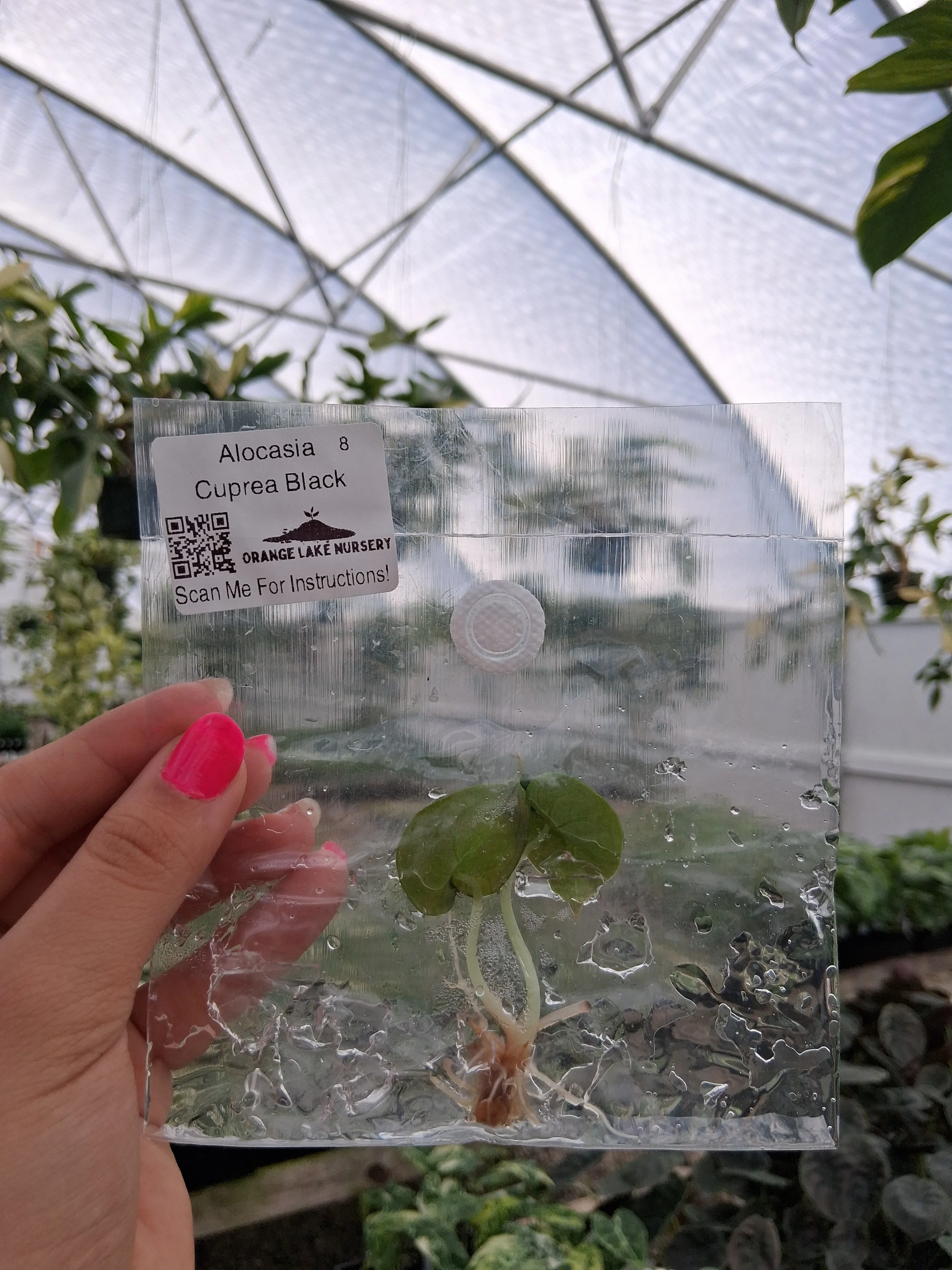 Alocasia Cuprea Black Tissue Culture