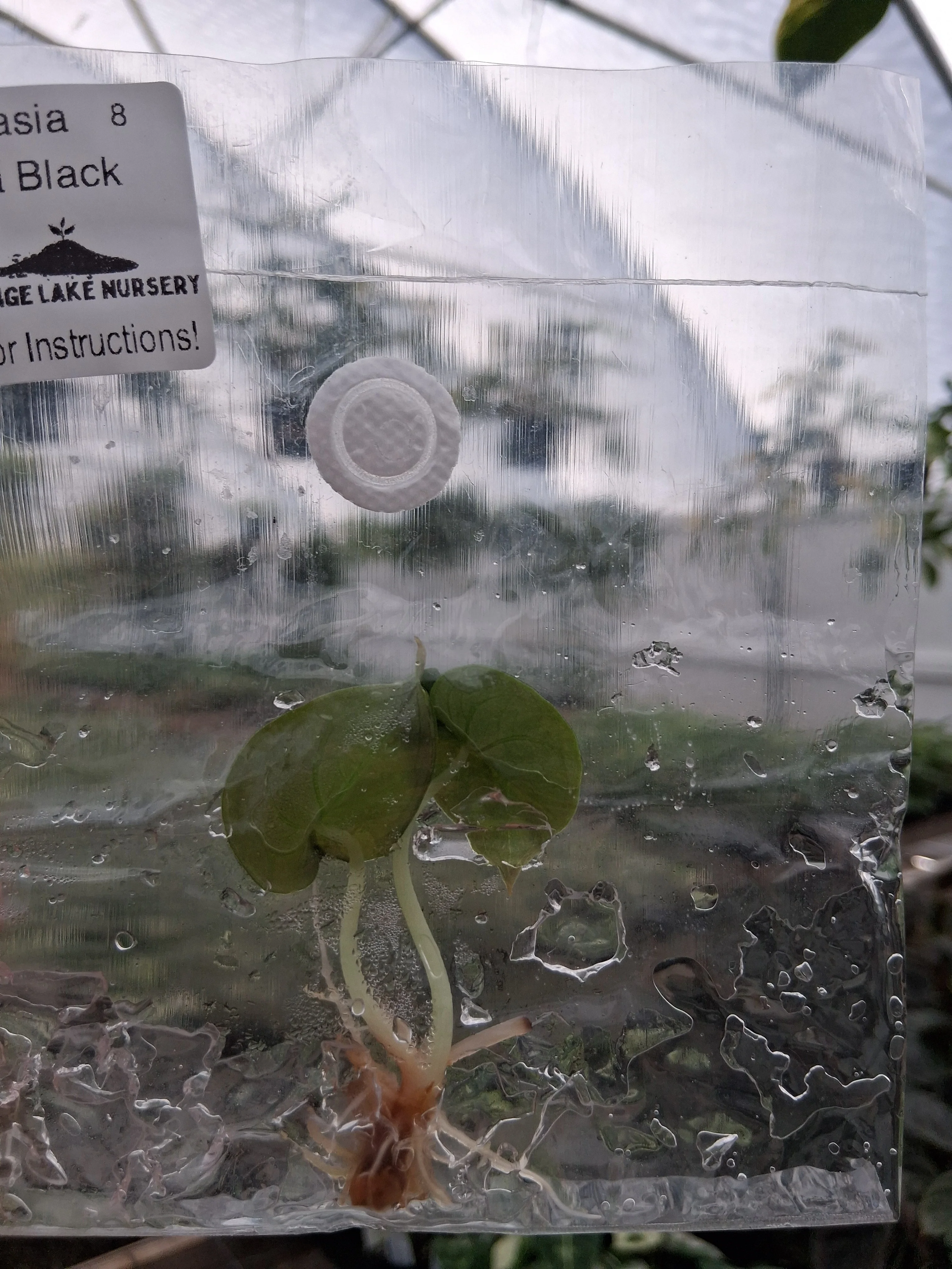 Alocasia Cuprea Black Tissue Culture - Image 2