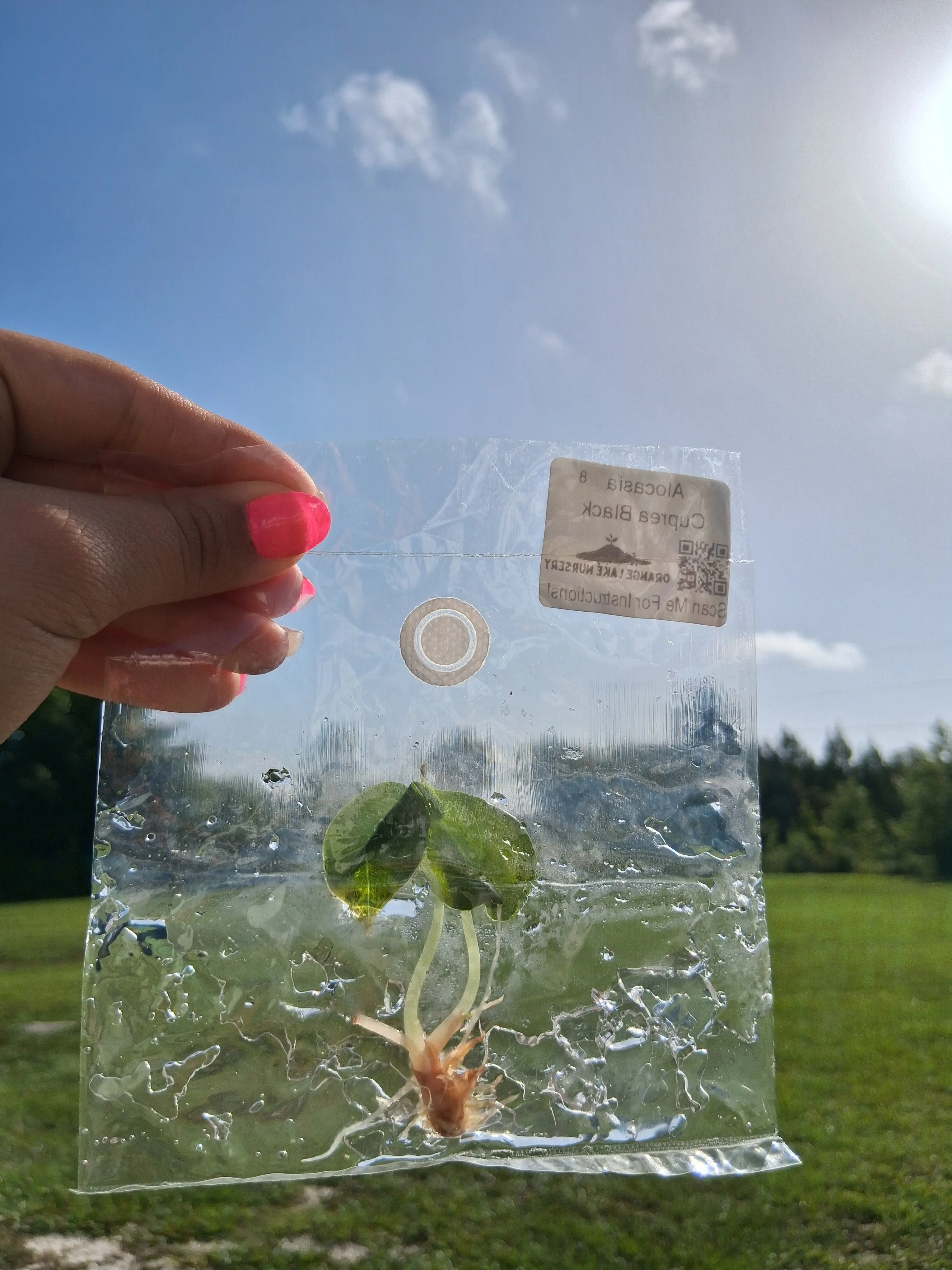 Alocasia Cuprea Black Tissue Culture - Image 5