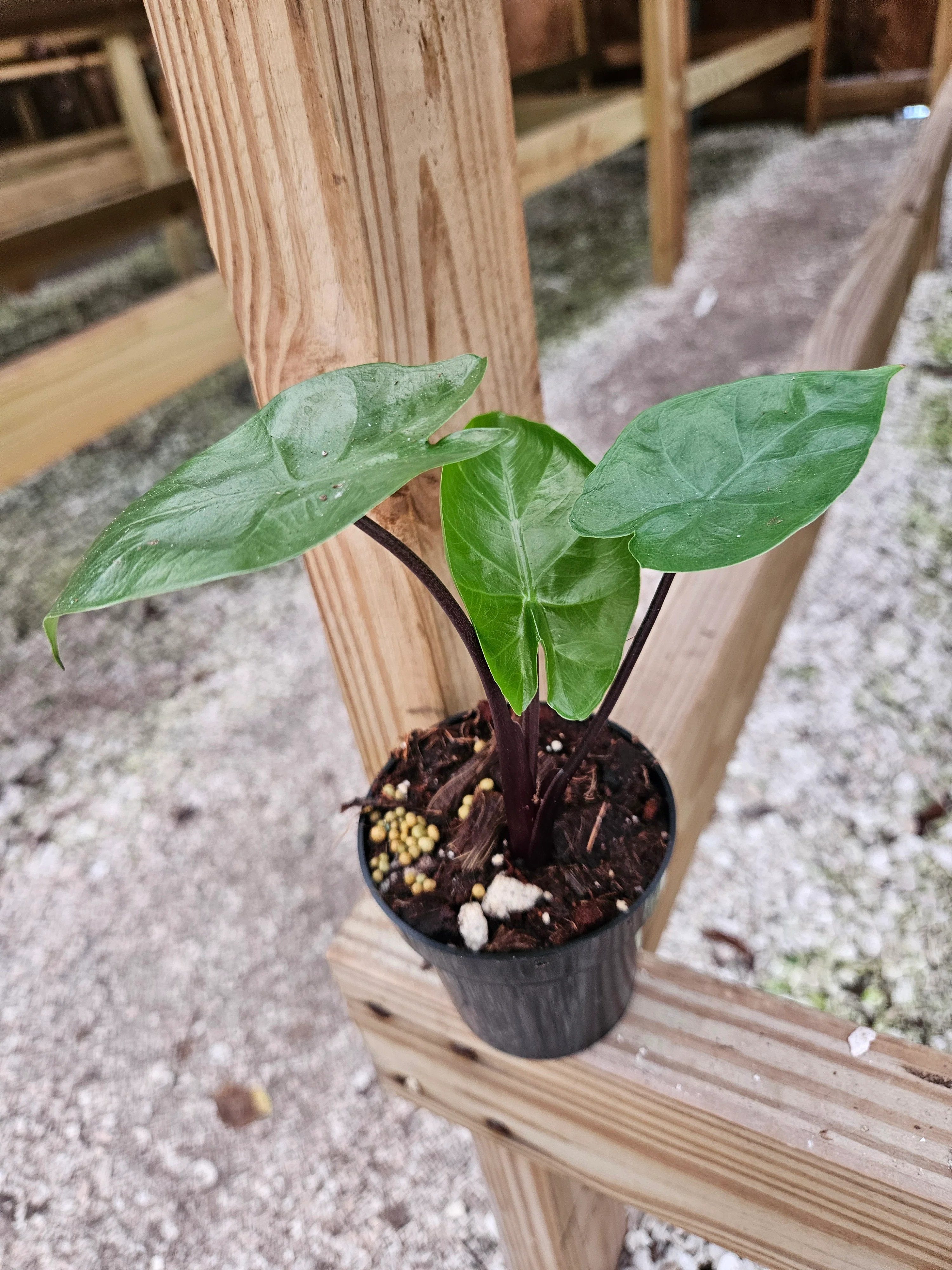 Alocasia Dark Star - Image 5