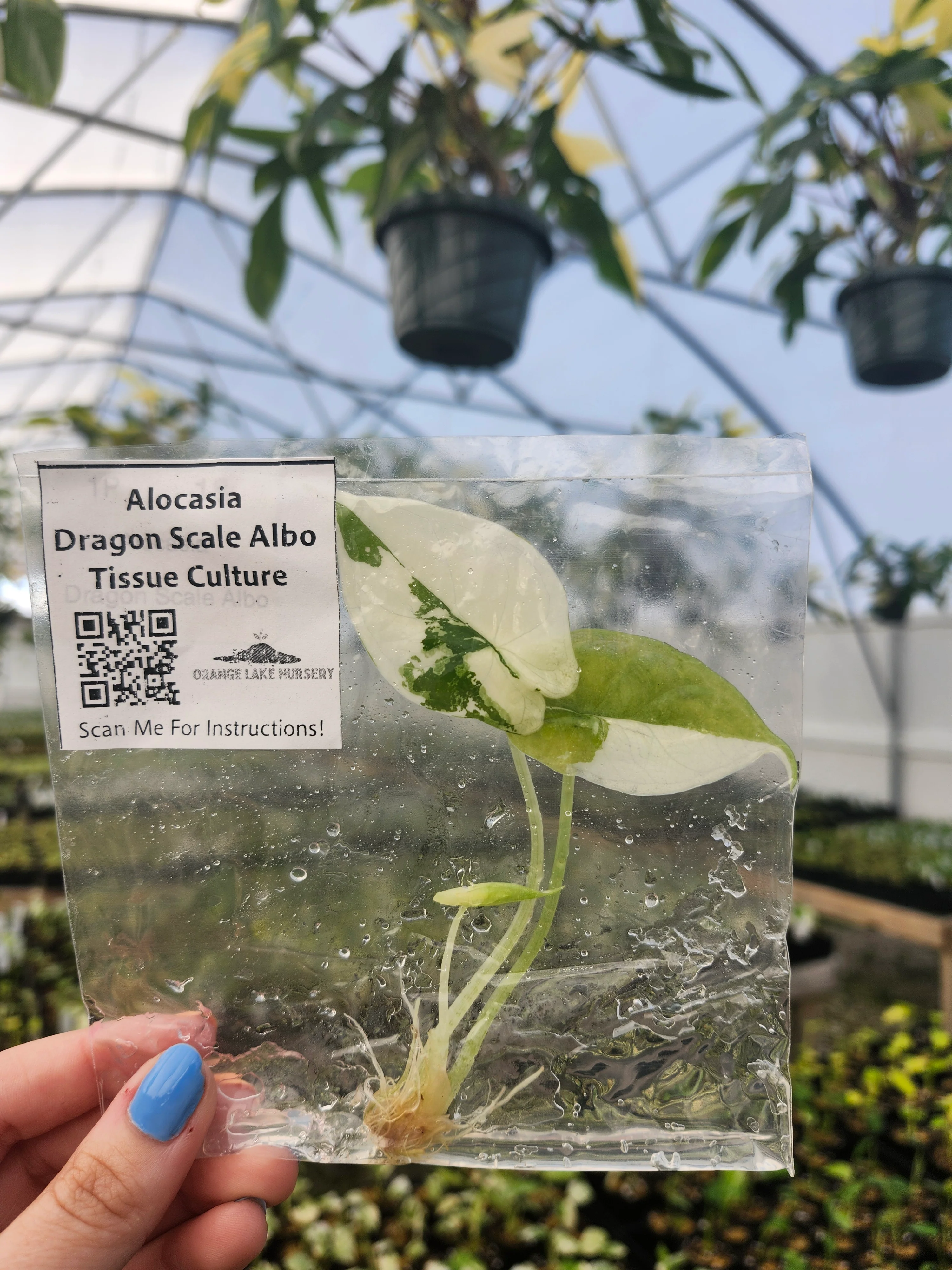 Alocasia Dragon Scale Albo Tissue Culture
