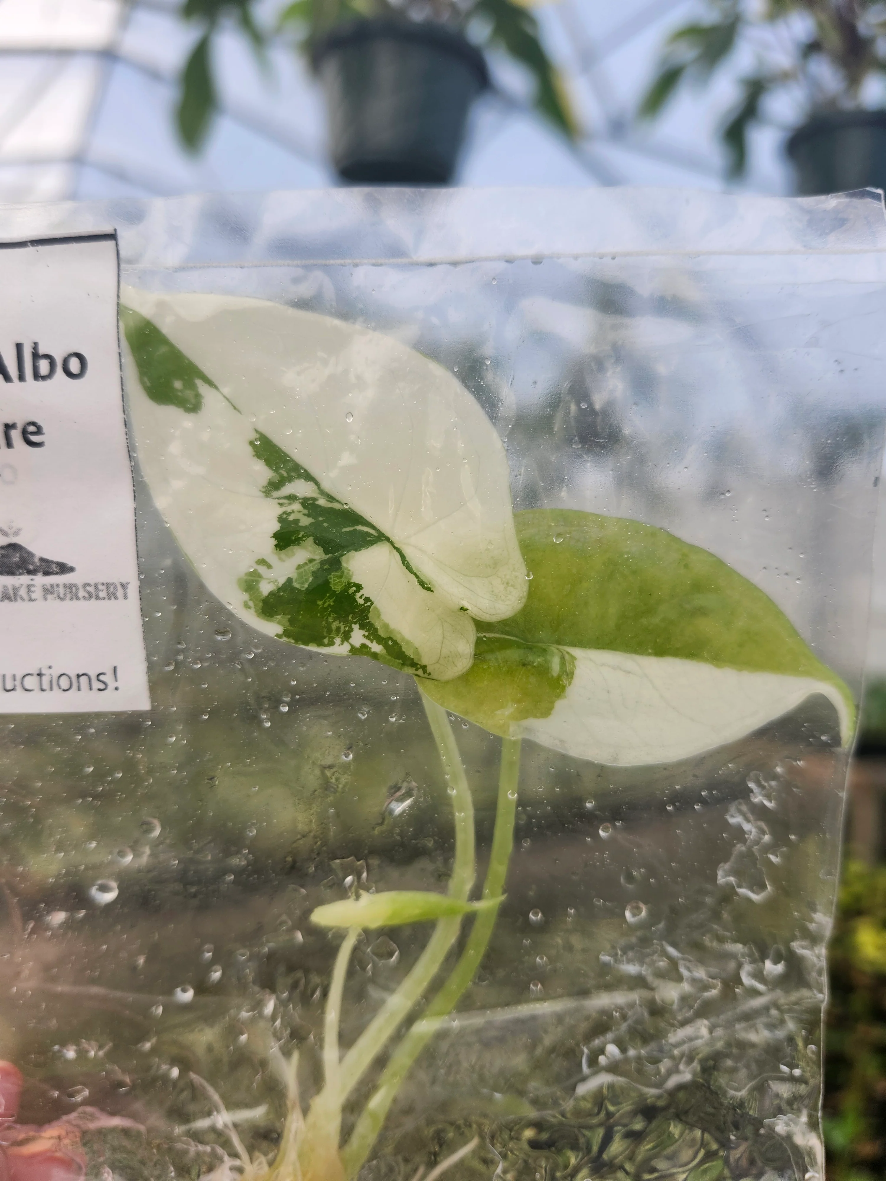 Alocasia Dragon Scale Albo Tissue Culture - Image 5