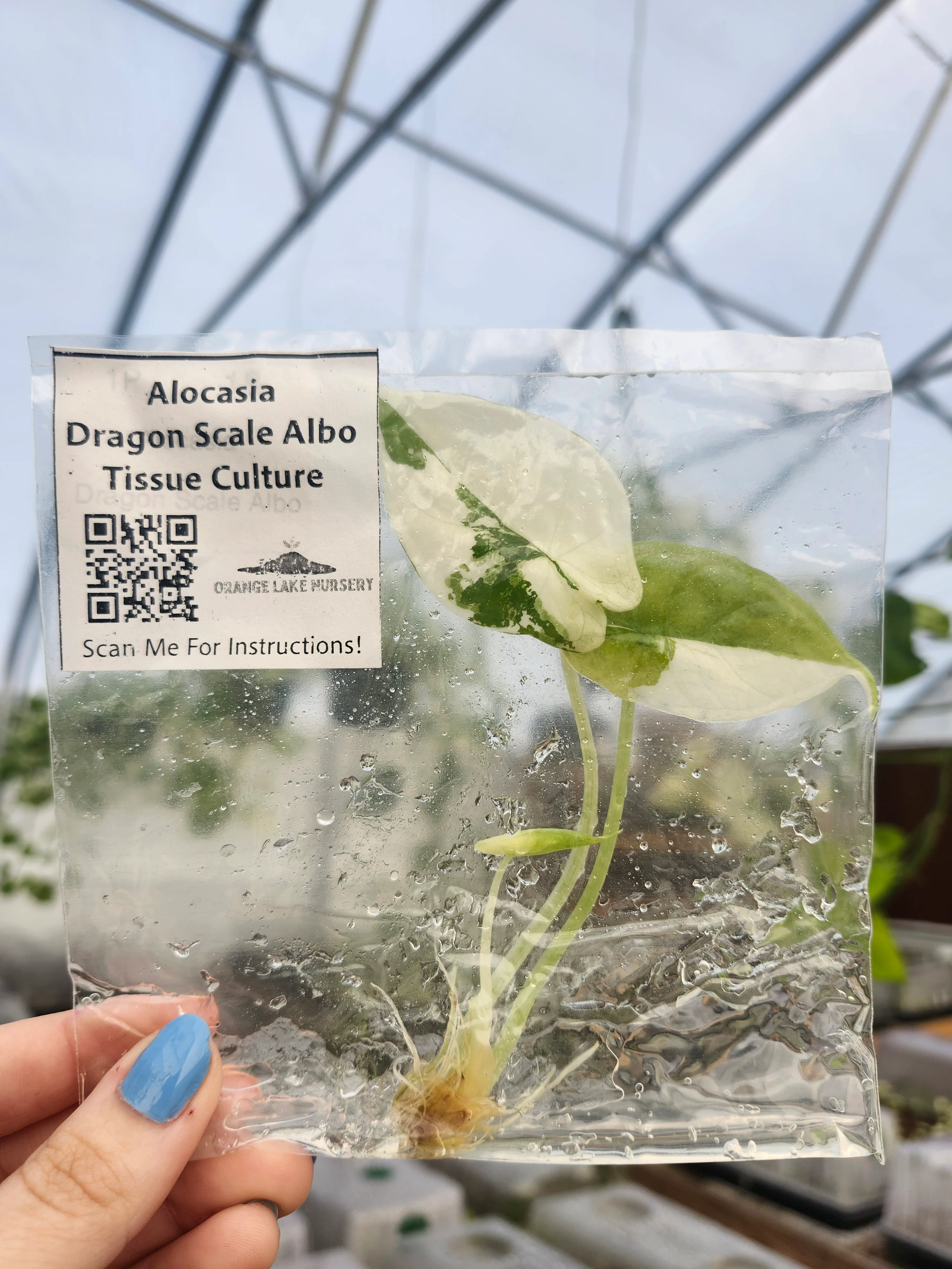 Alocasia Dragon Scale Albo Tissue Culture - Image 7