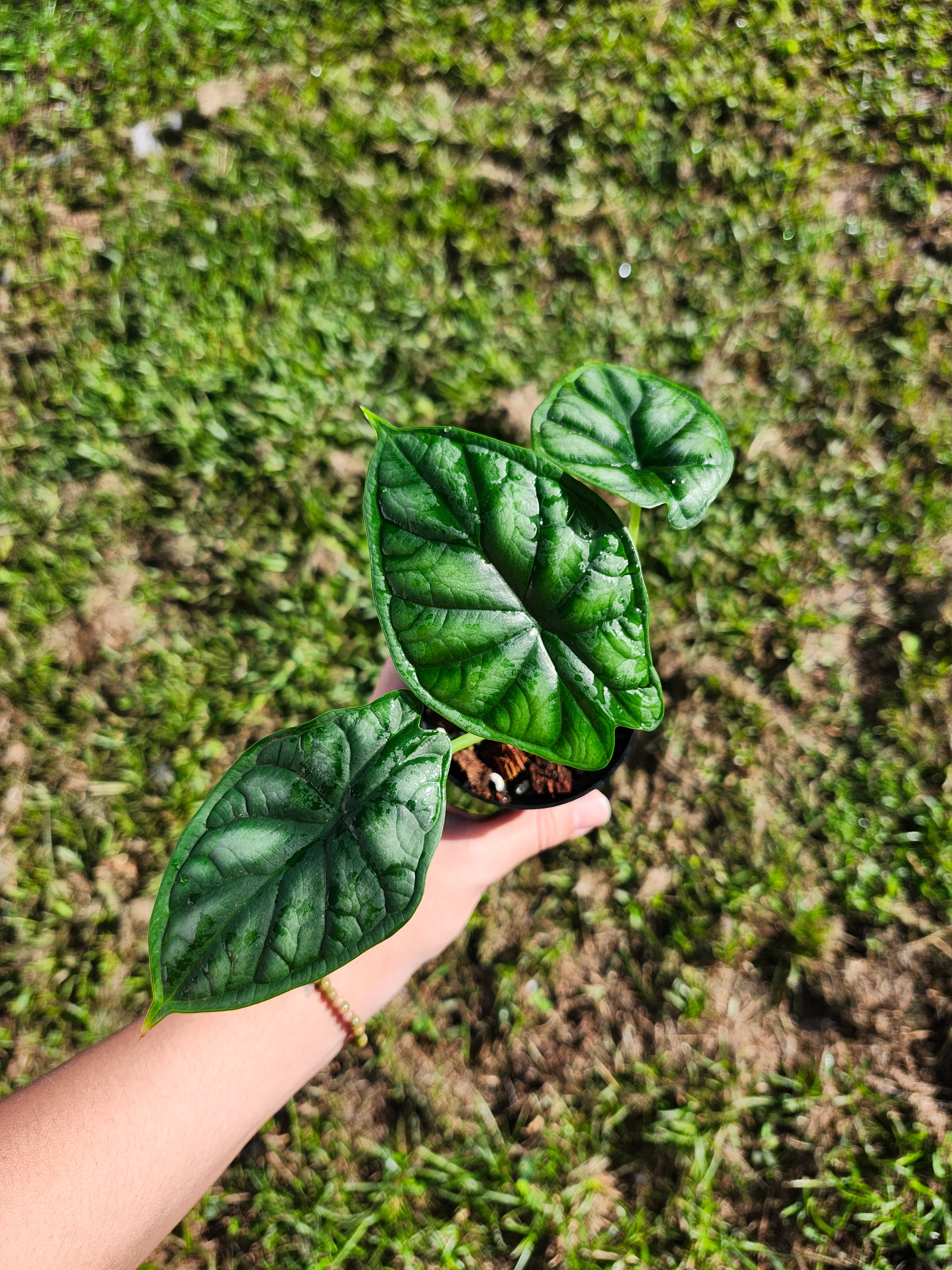 Alocasia Dragon Scale - Image 8