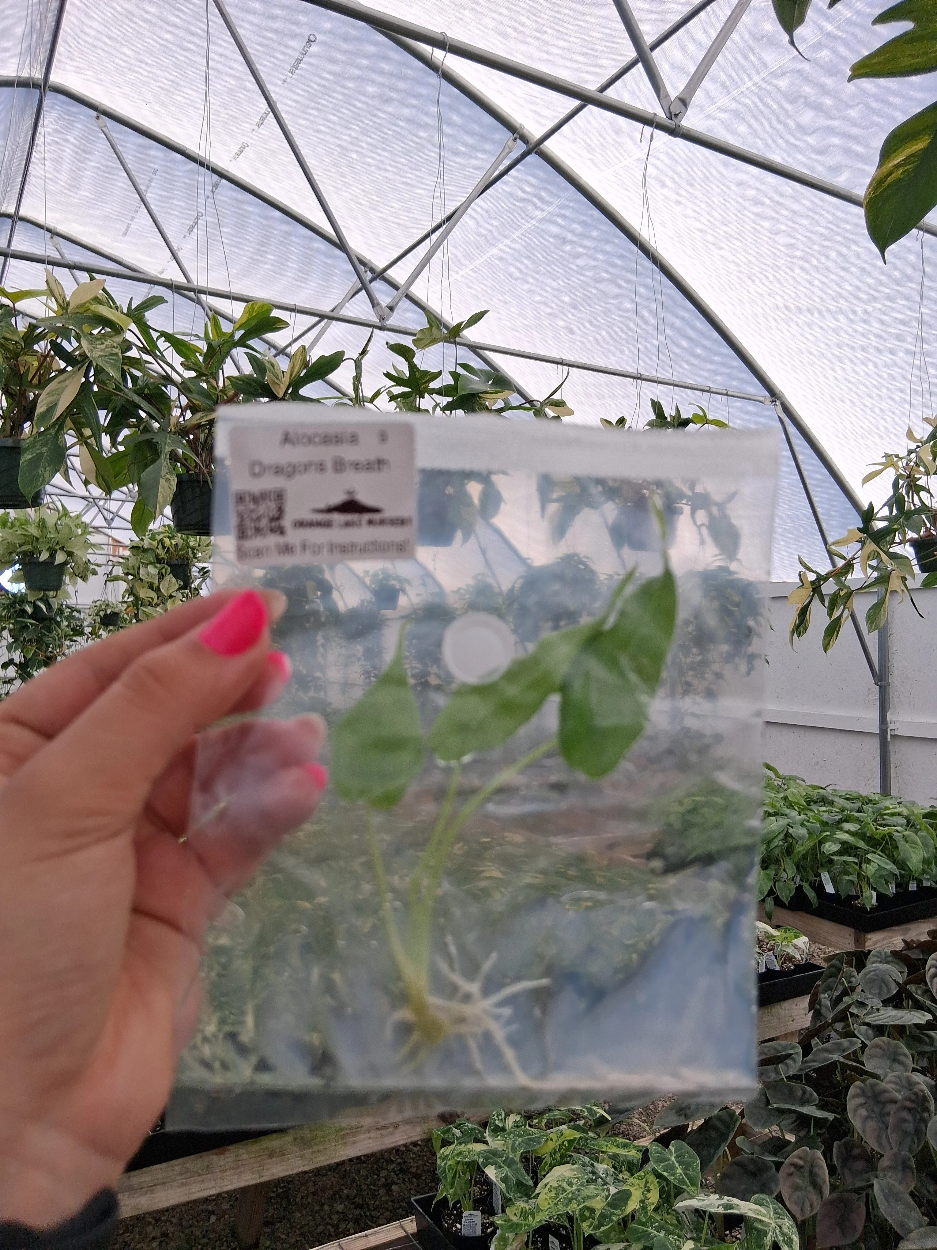 Alocasia Dragons Breath Tissue Culture