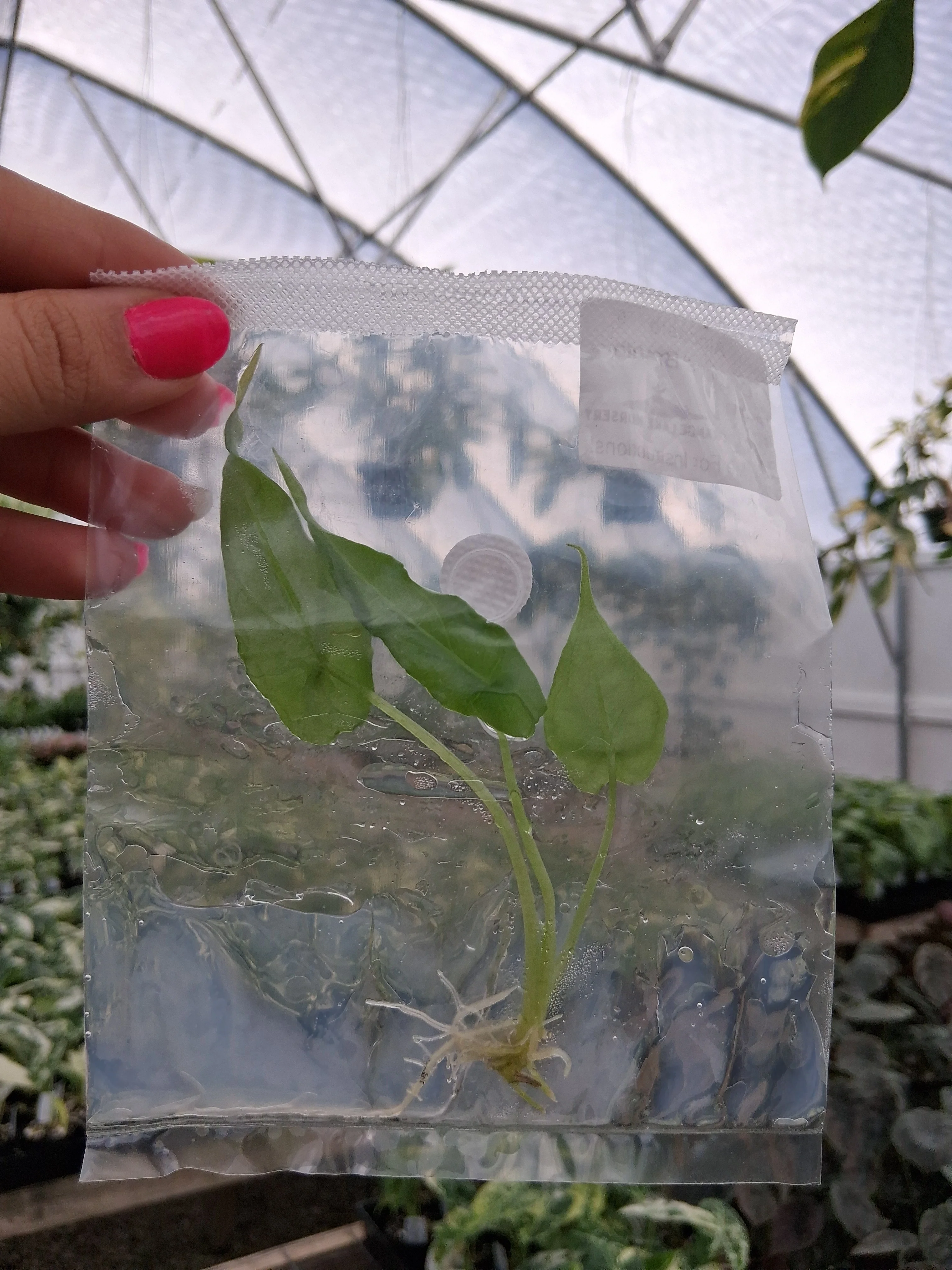 Alocasia Dragons Breath Tissue Culture - Image 3