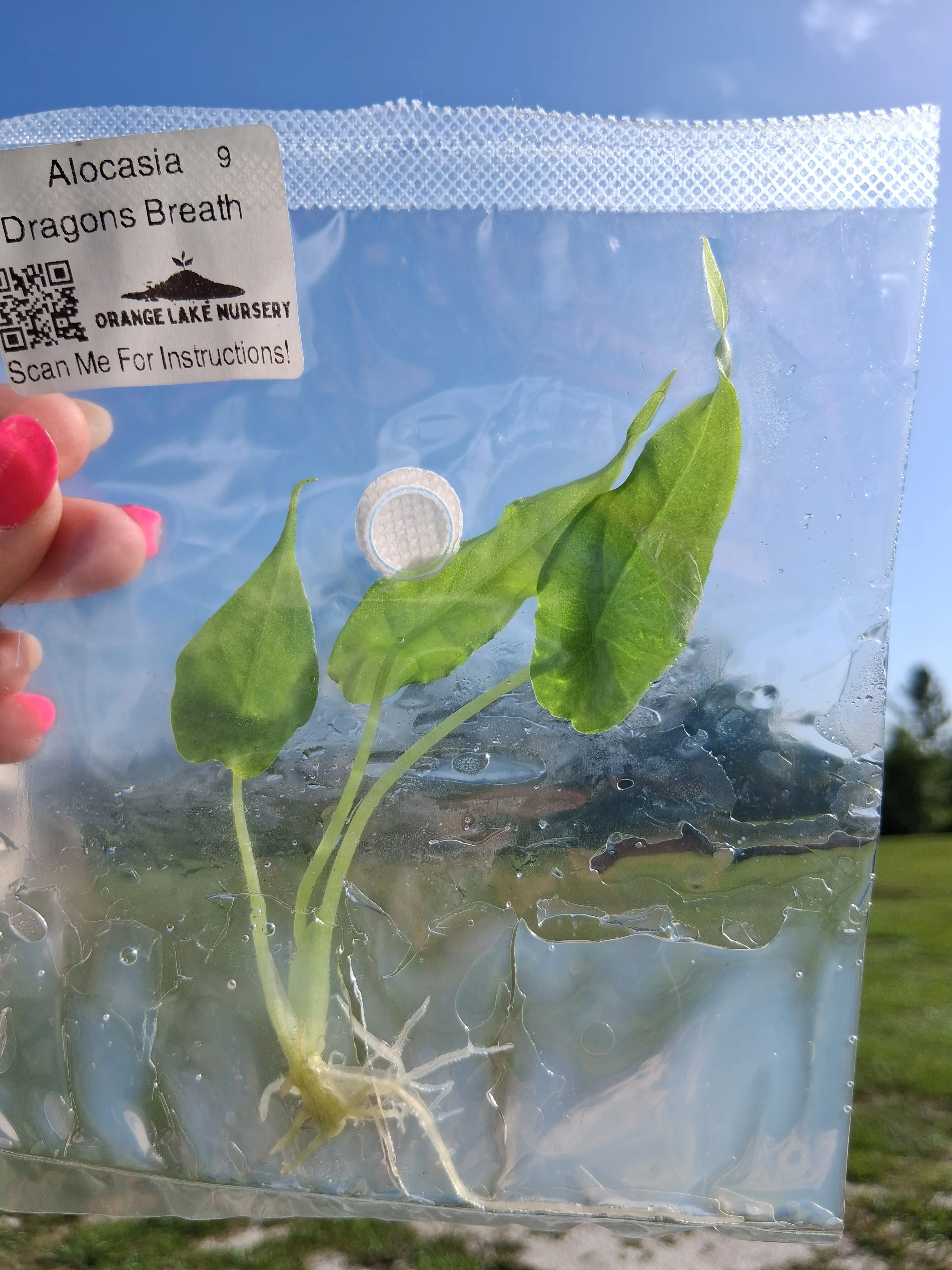 Alocasia Dragons Breath Tissue Culture - Image 4