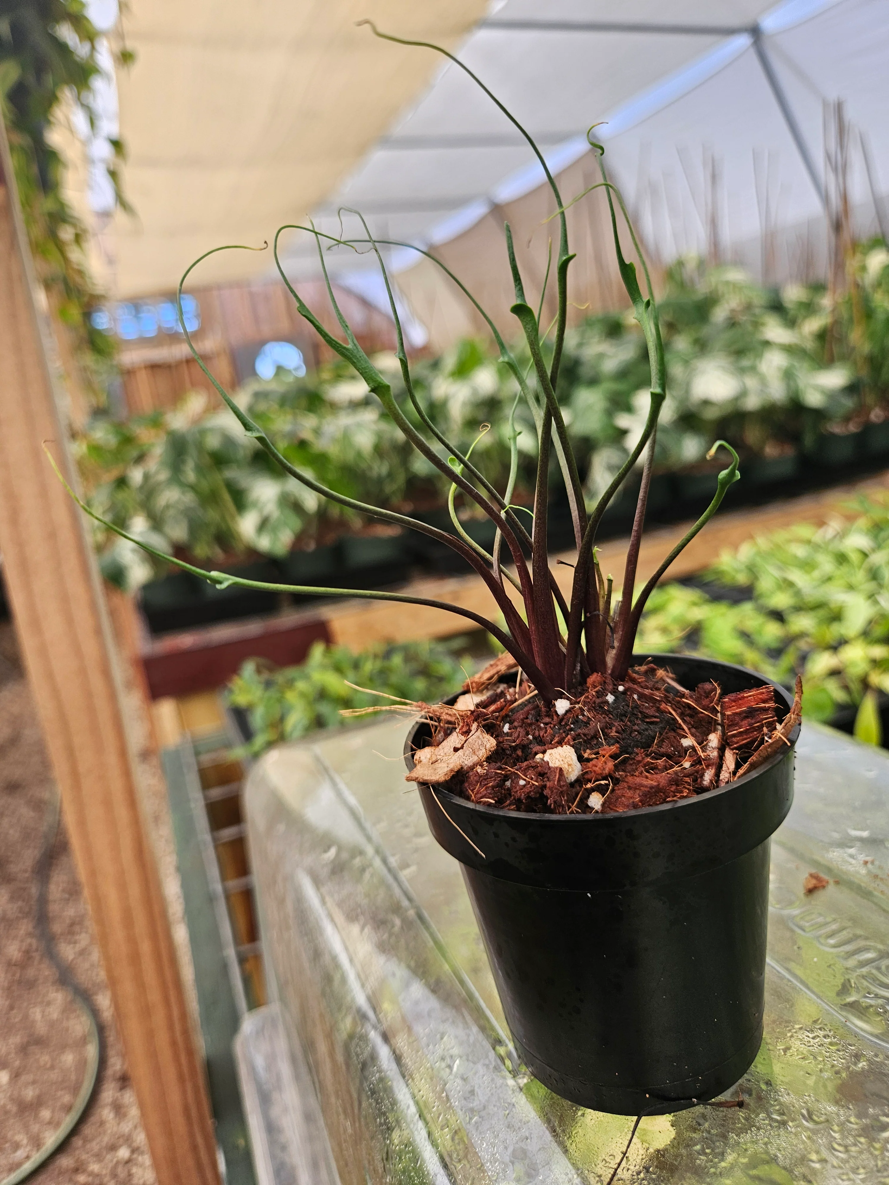 Alocasia Flying Squid - Image 10